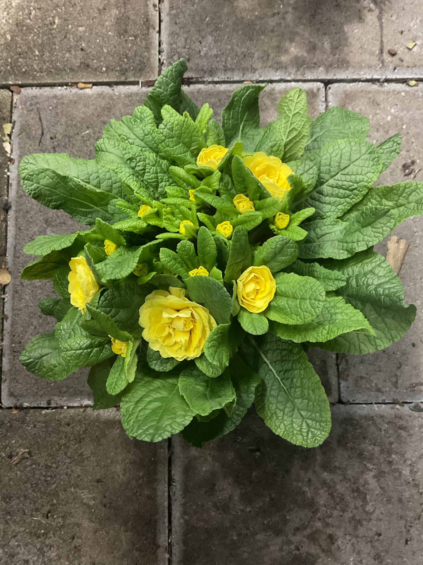 Primula Belarina ‘Buttercup Yellow’ P12