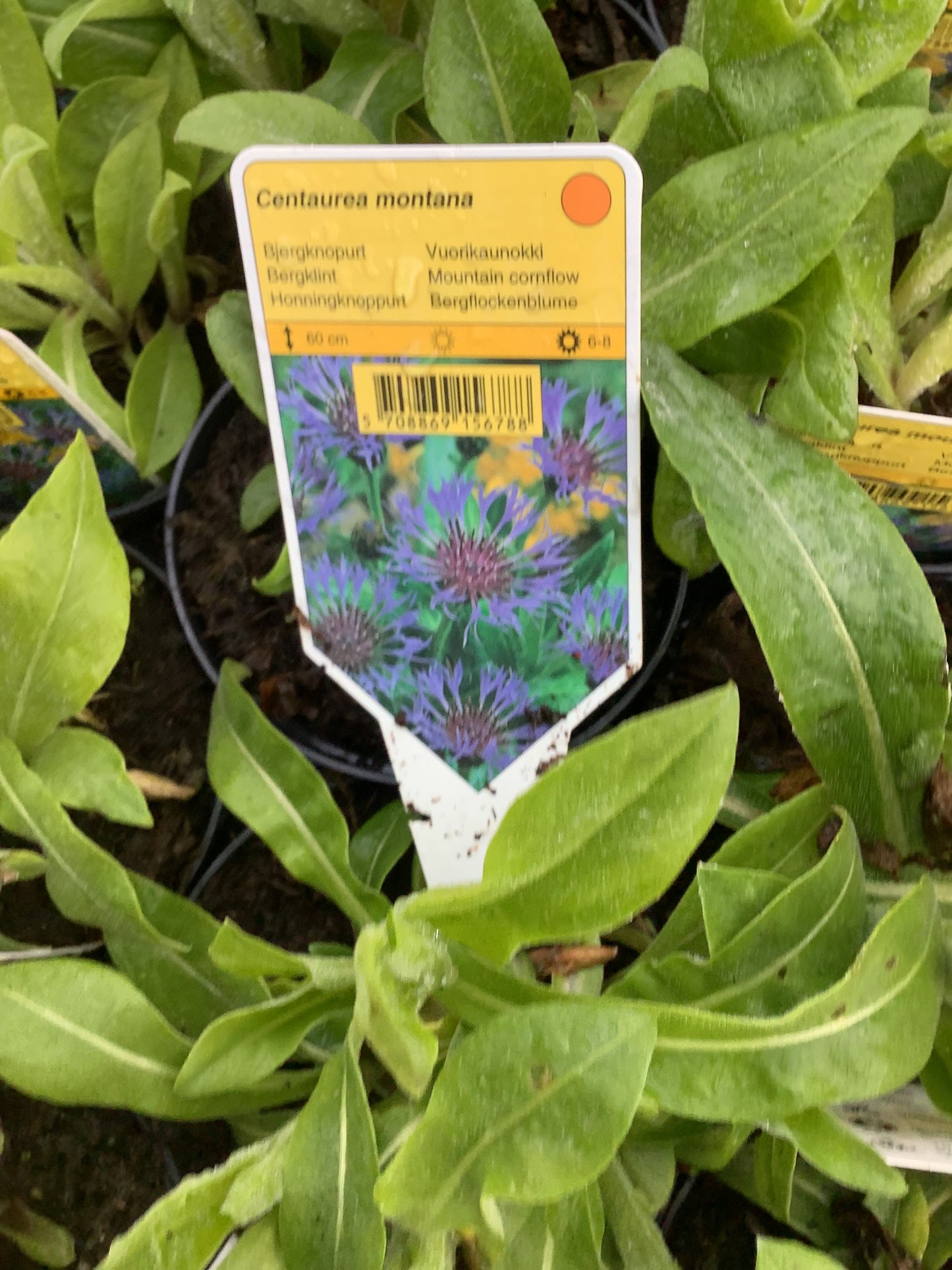 Centaurea montana