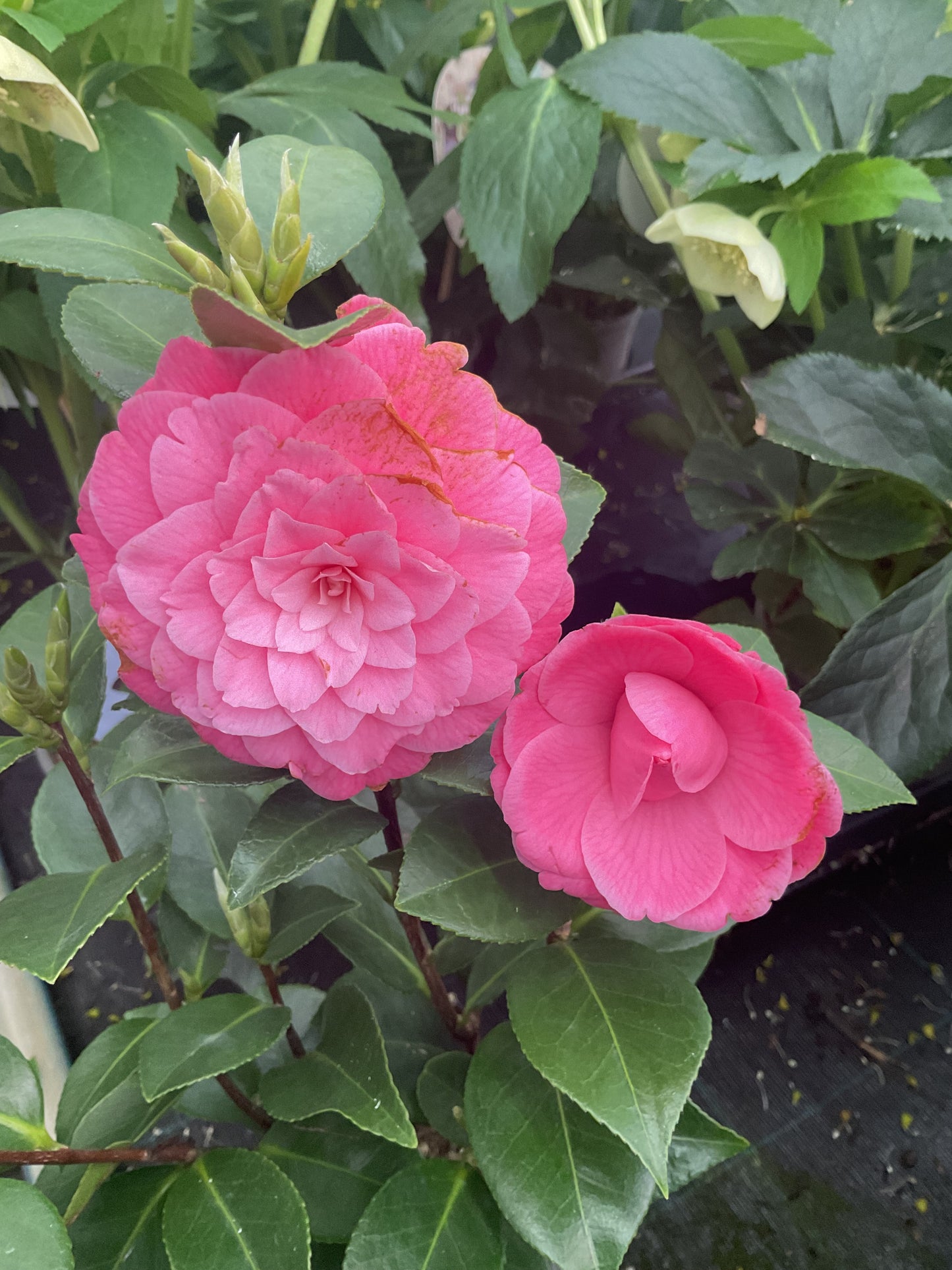 Camellia japonica ‘Rosa’ P12