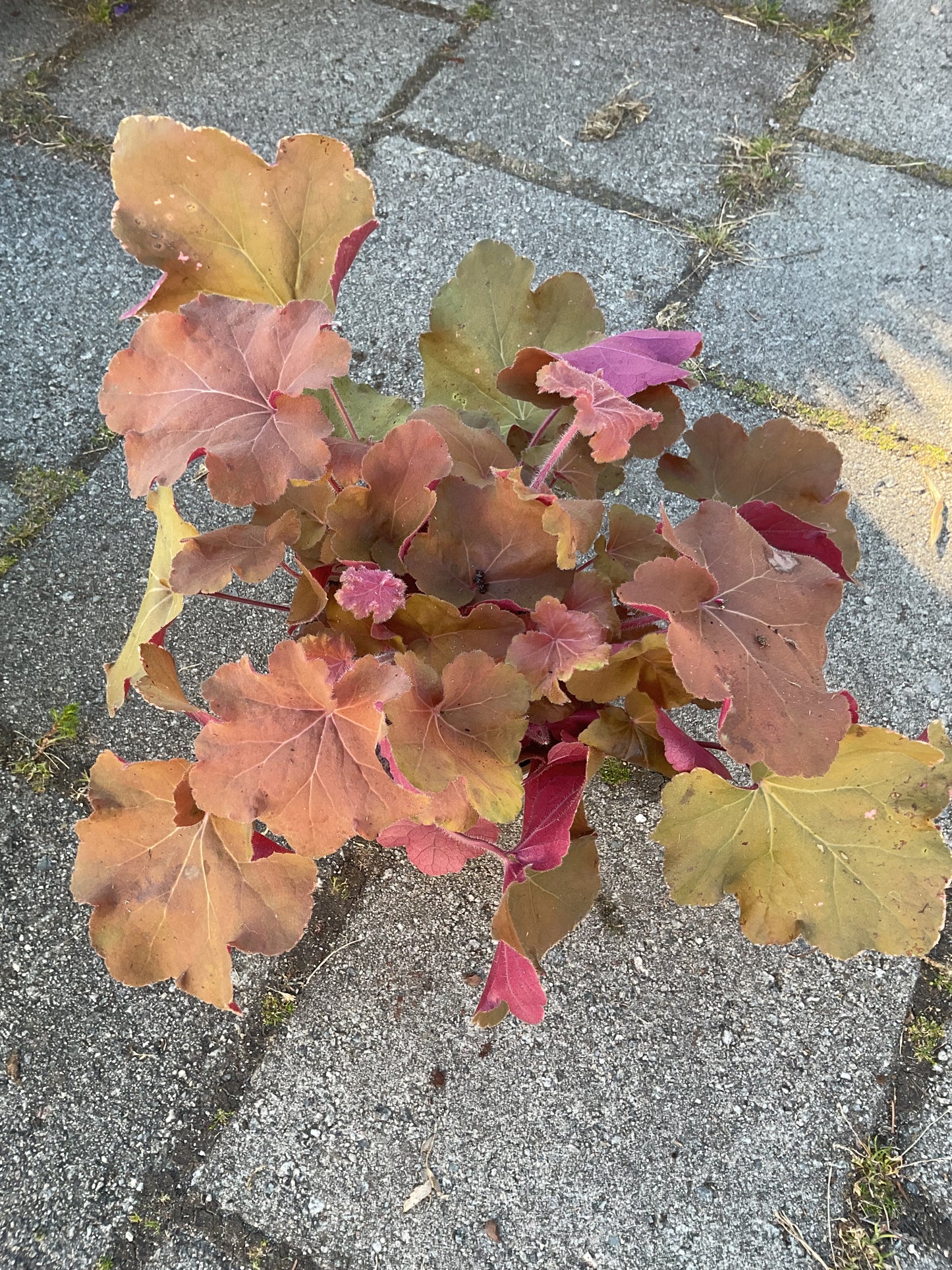 Heuchera ‘Caramel’ P15
