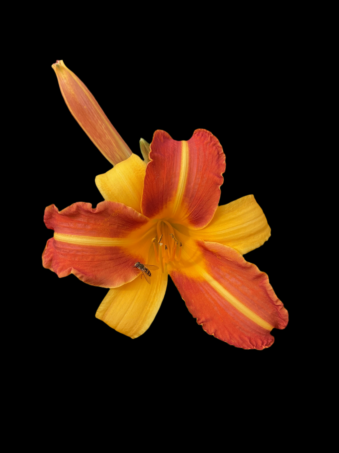 Hemerocallis ‘Frans Hals’