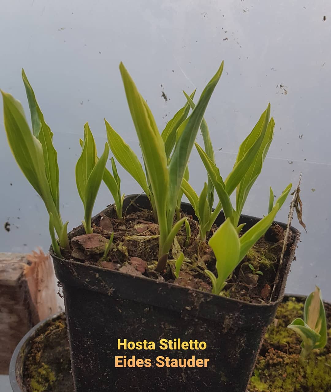 Hosta ‘Stiletto’