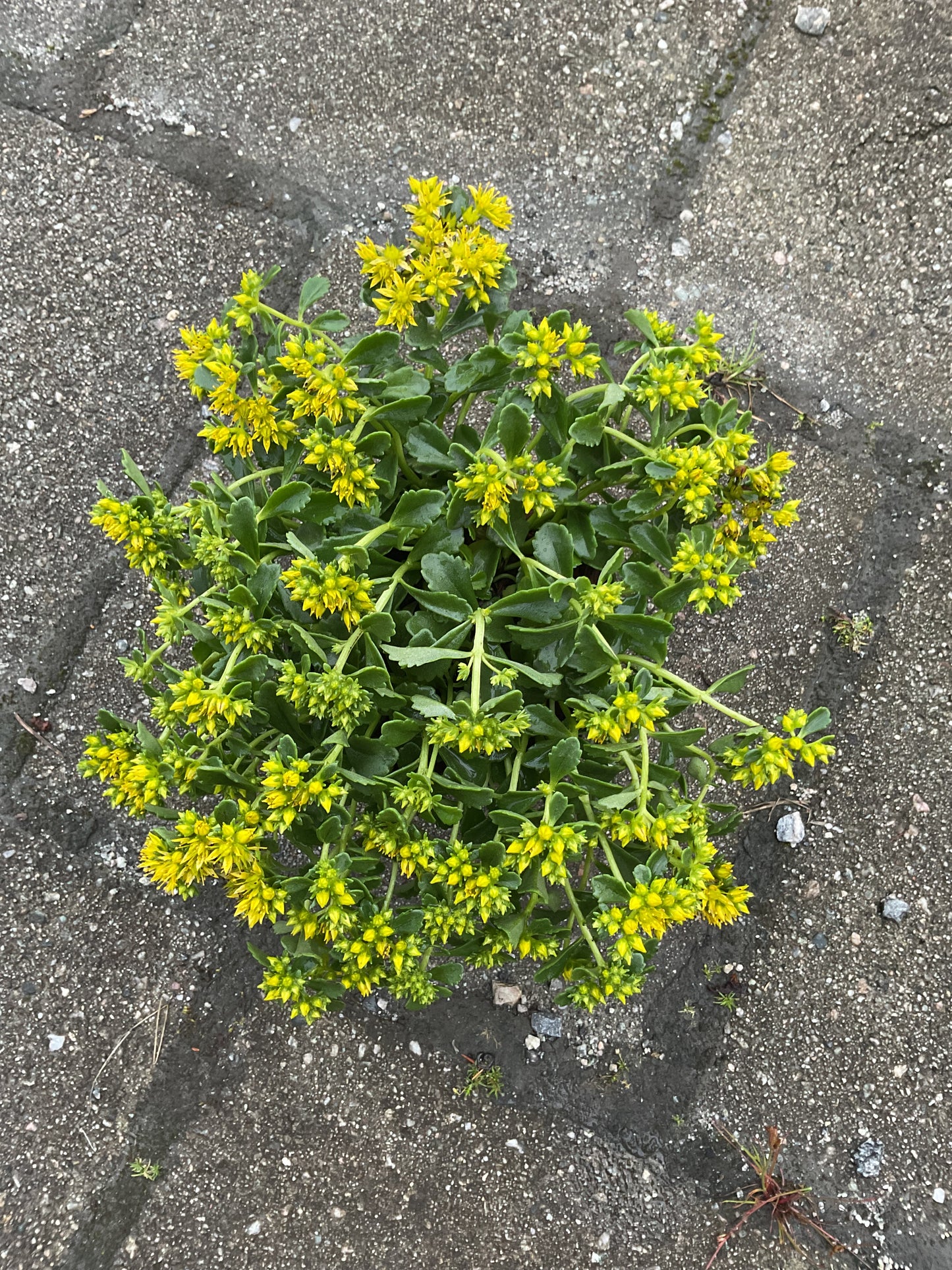 Sedum floriferum ‘Little Miss Sunshine’ P12