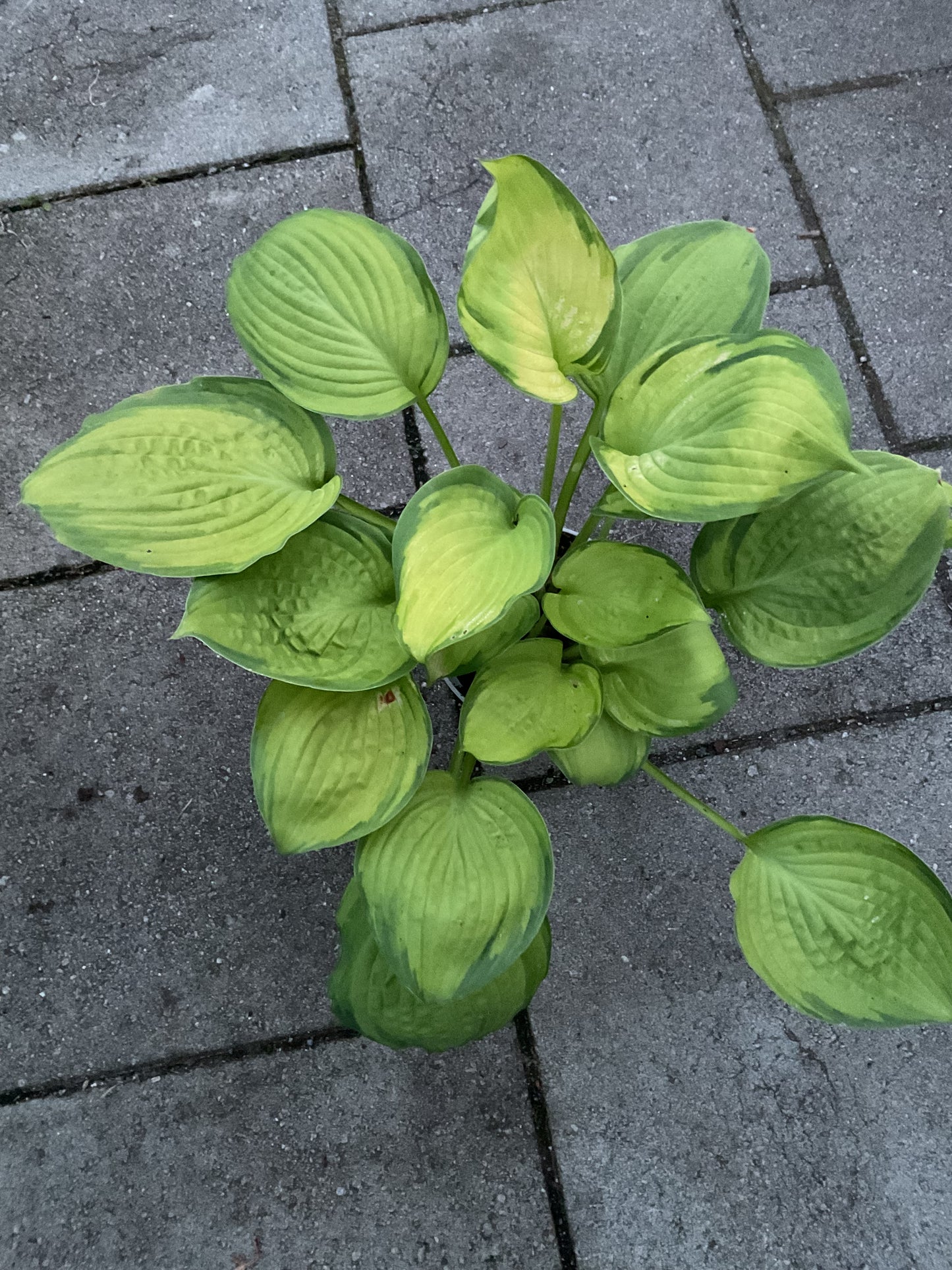 Hosta ‘California Gold Rush’