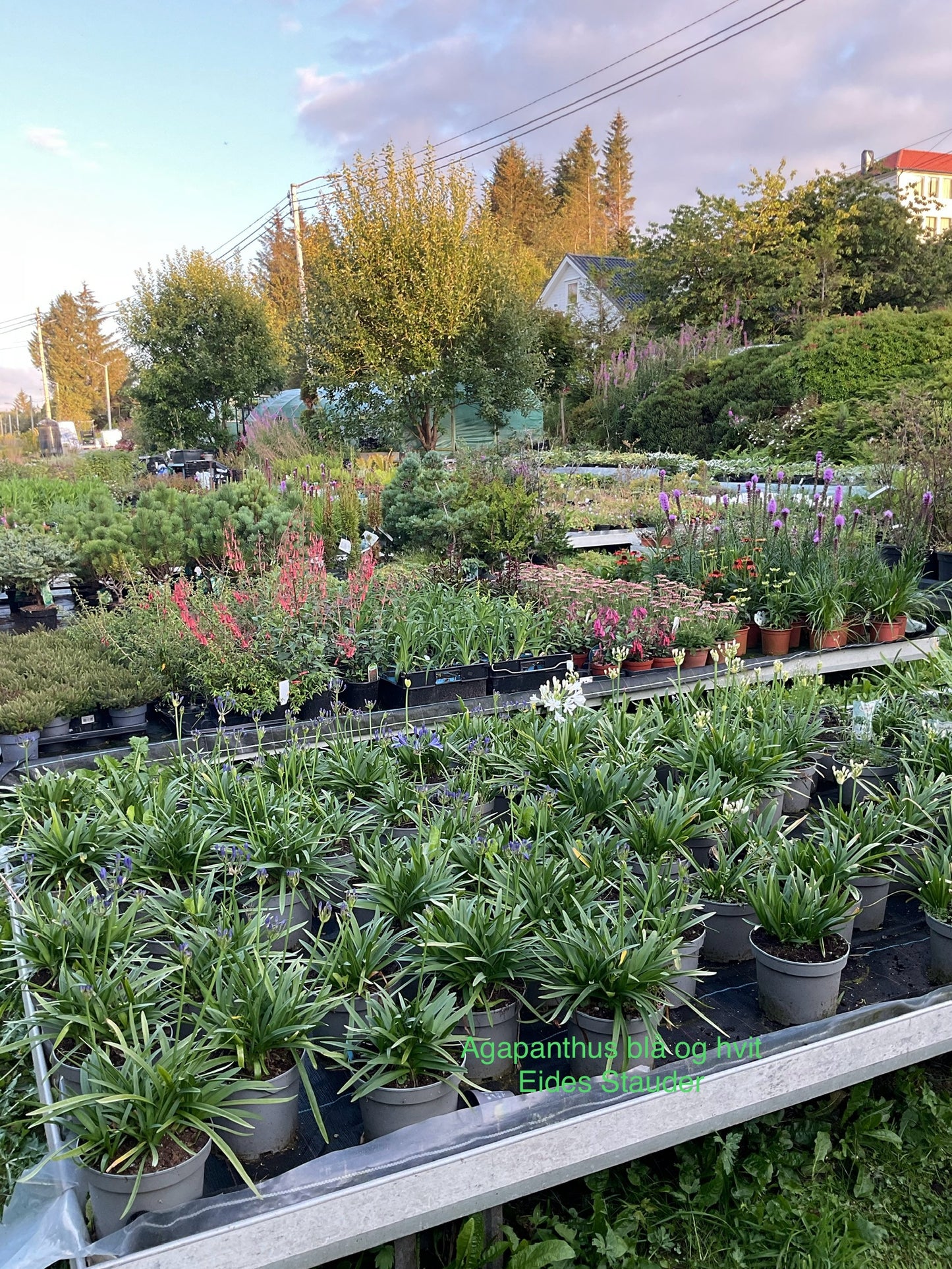 Agapanthus 2stk Hvit + Blå P19
