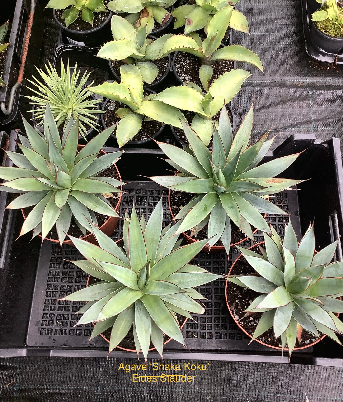Agave ‘Shaka Koko’