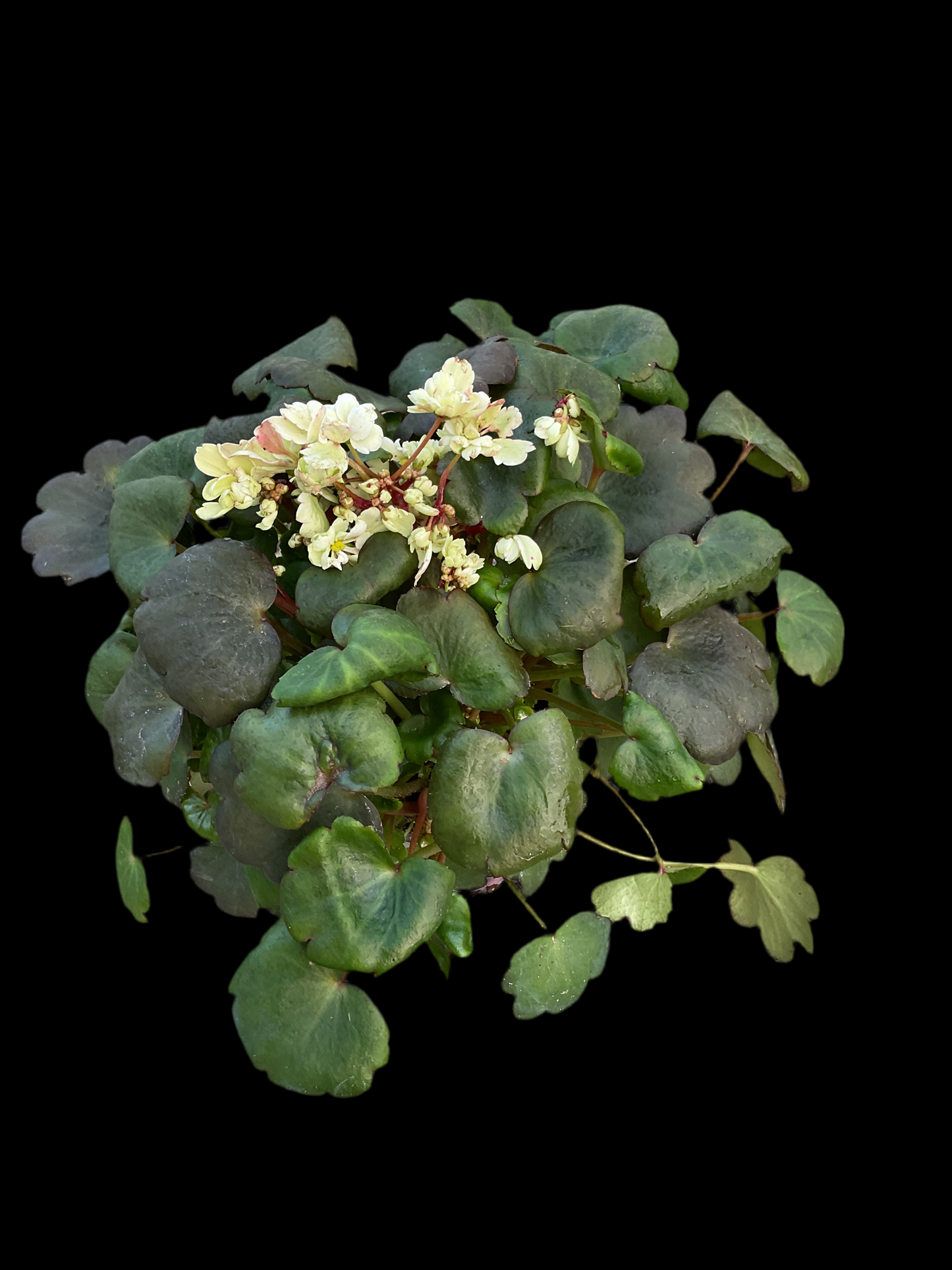 Saxifraga cortusifolia ‘Dancing Pixies Thea’ Hvit P13