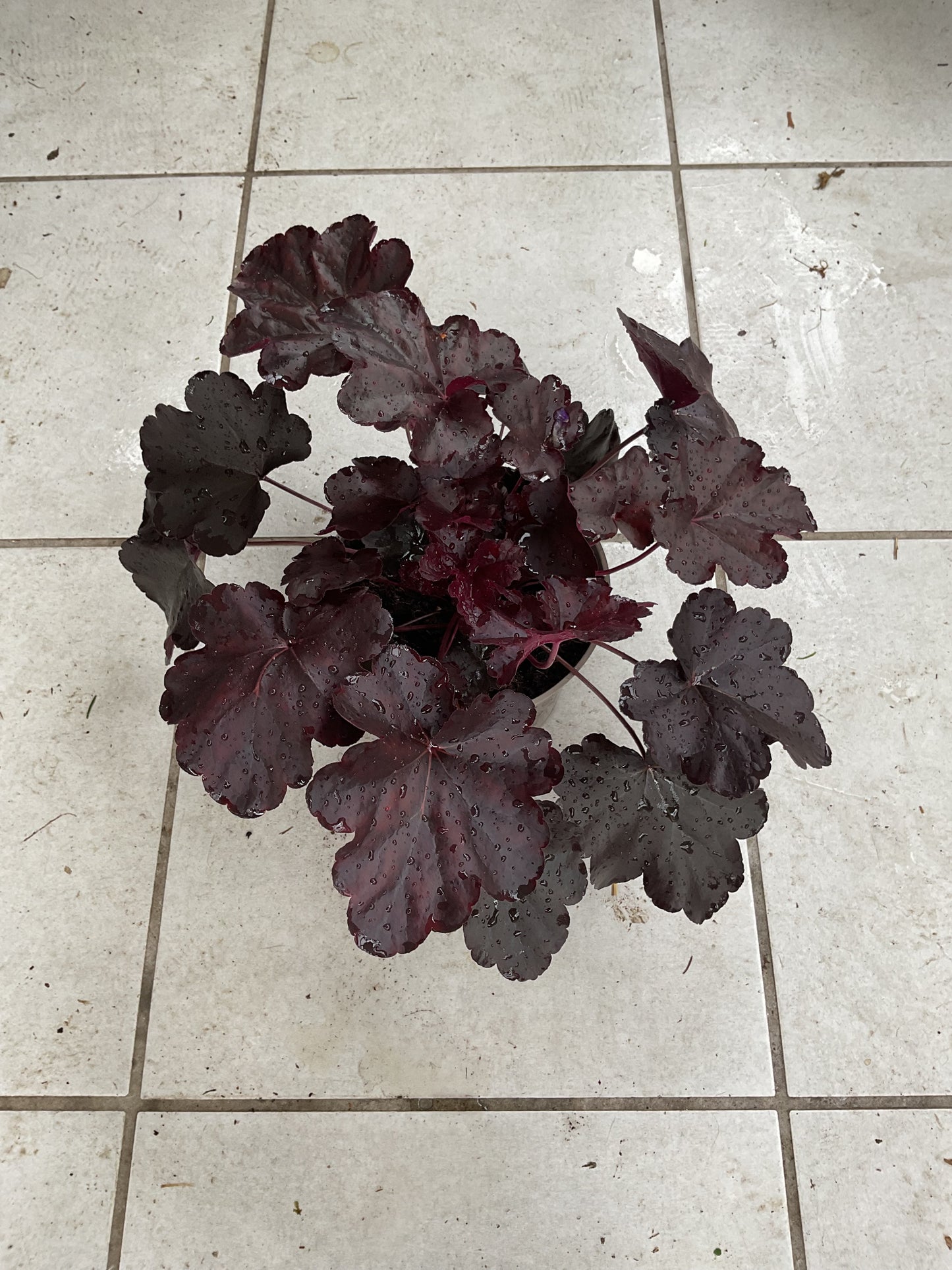 Heuchera ‘Obsidian’ P15