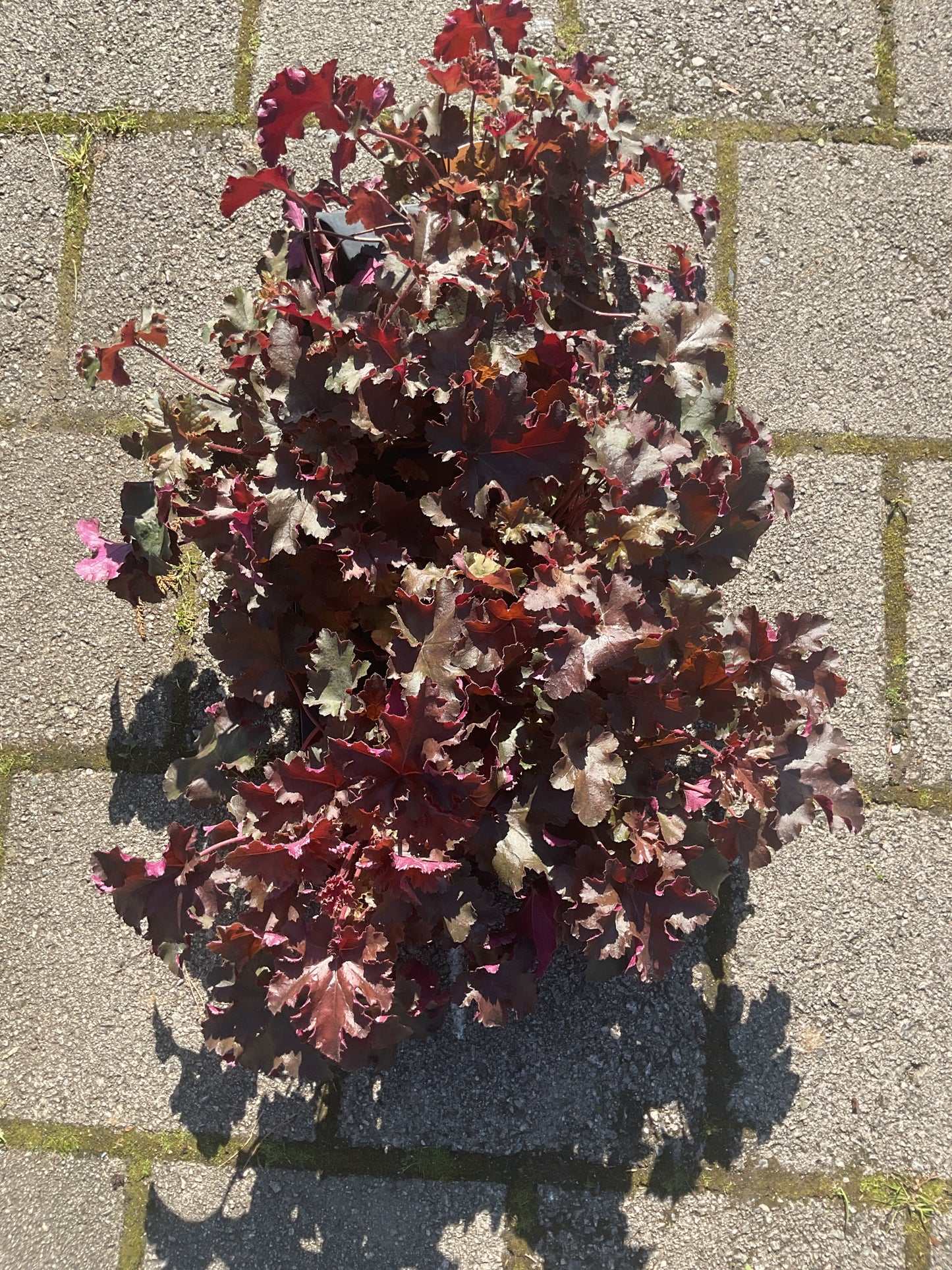 Heuchera ‘Chocolate Ruffles’ P13