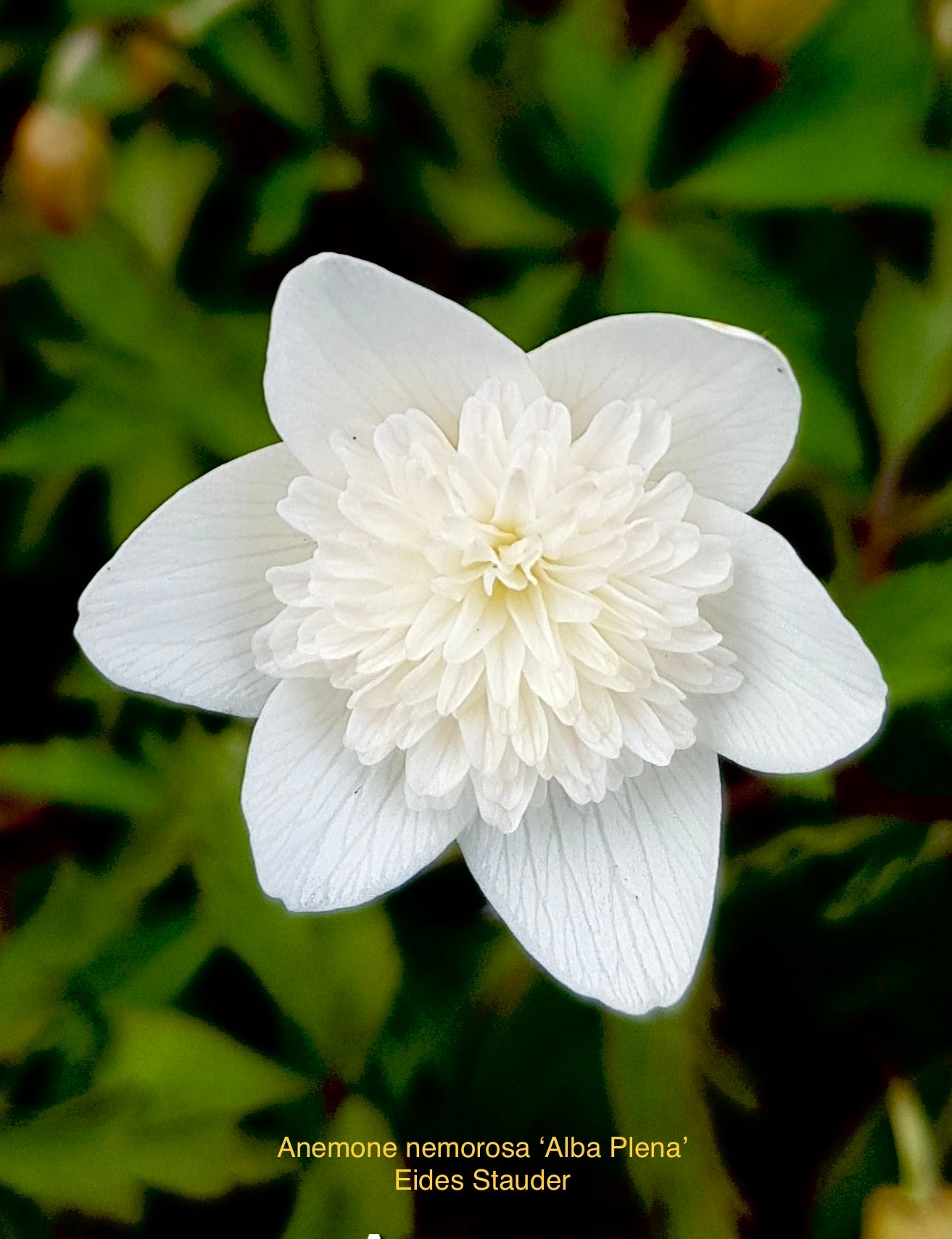 Anemone nemorosa ‘Alba Plena’
