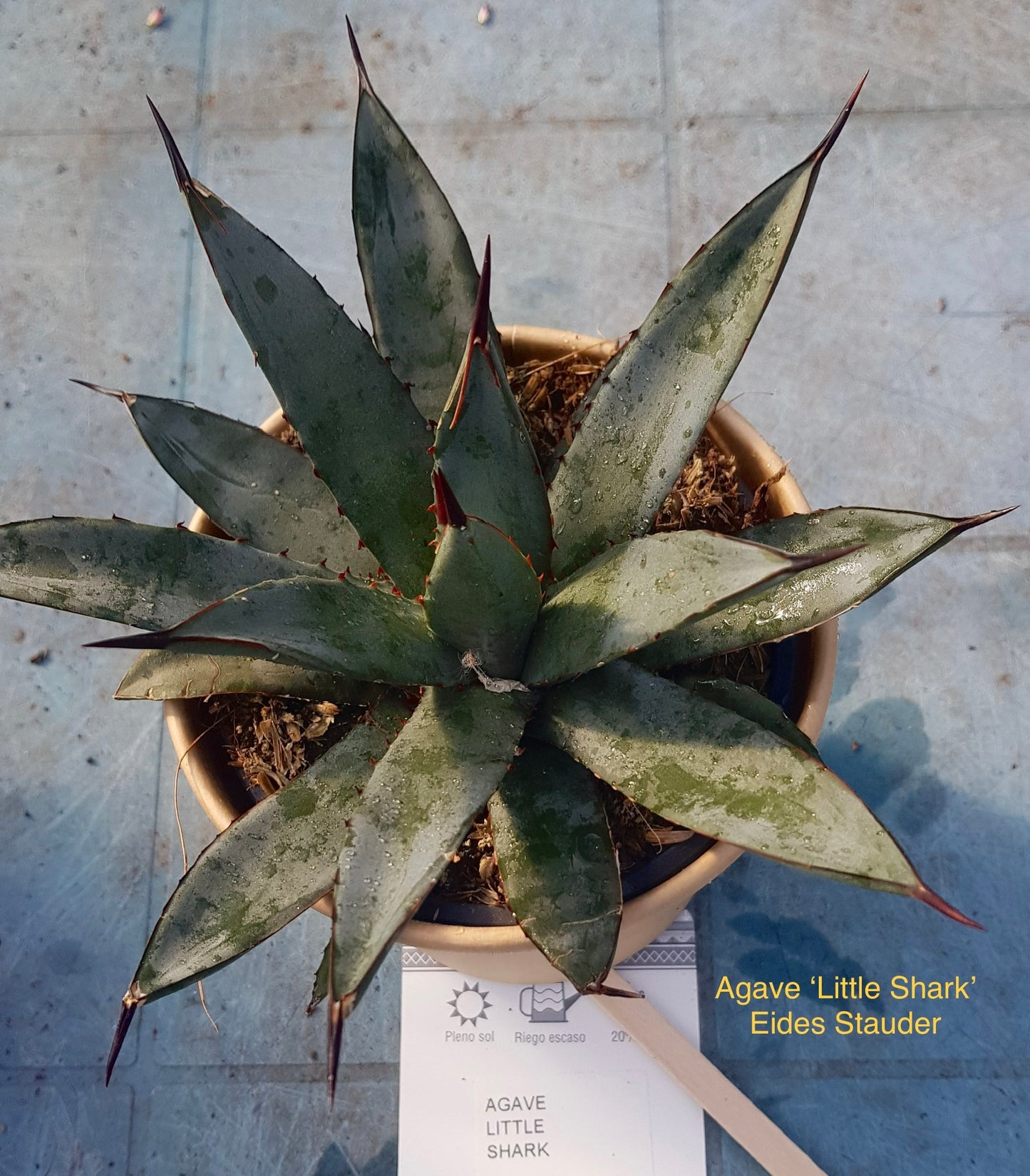 Agave ‘Little Shark’