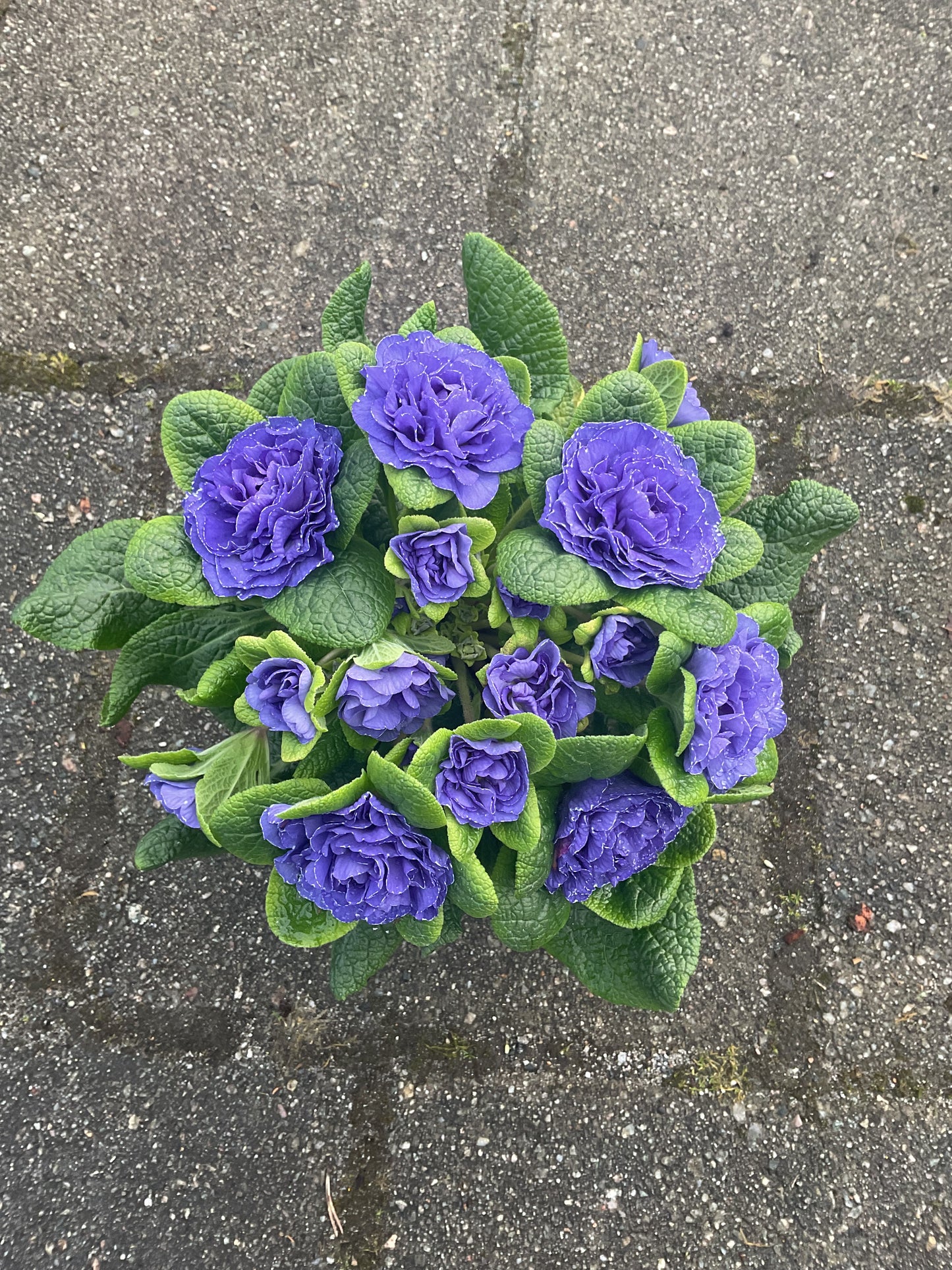 Primula Belarina ‘Galaxy’ P12