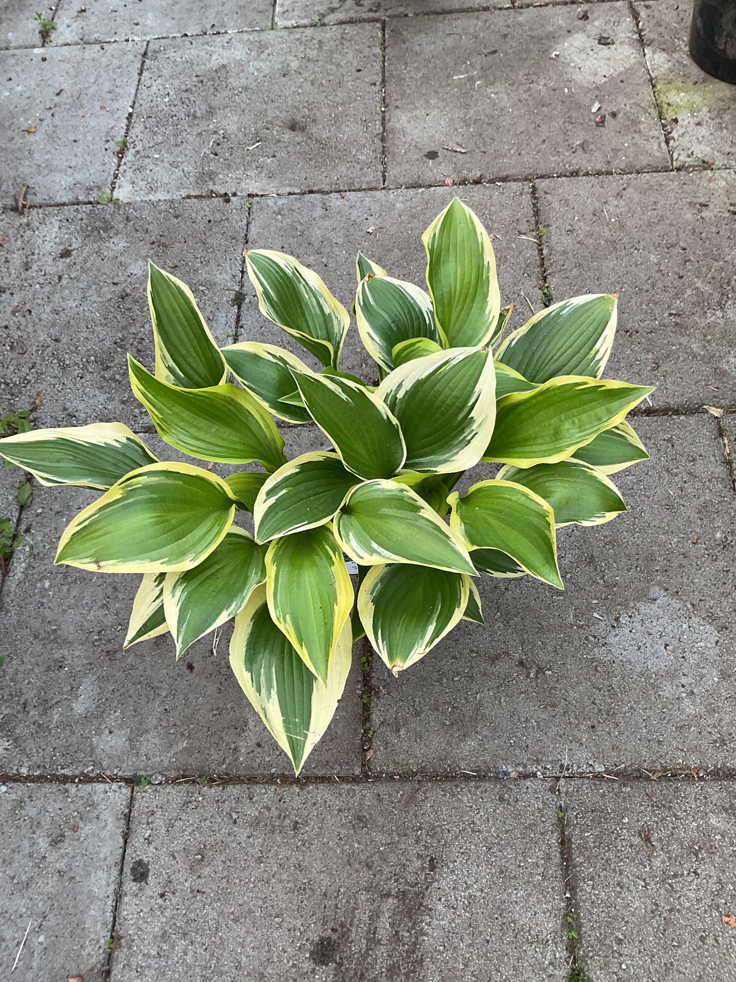 Hosta ‘Red Hot Poker’ P15