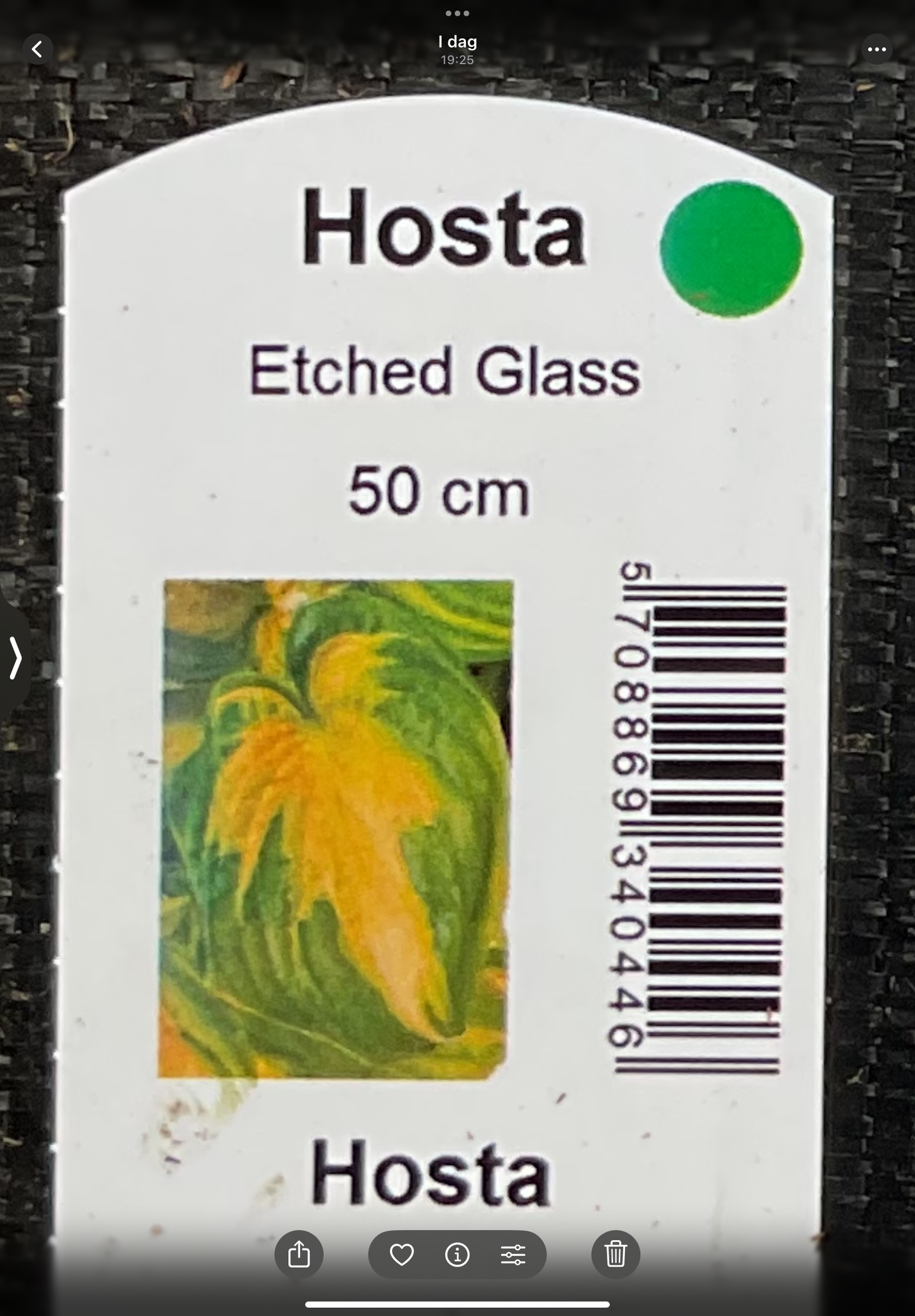 Hosta ‘Etched Glass’ P15