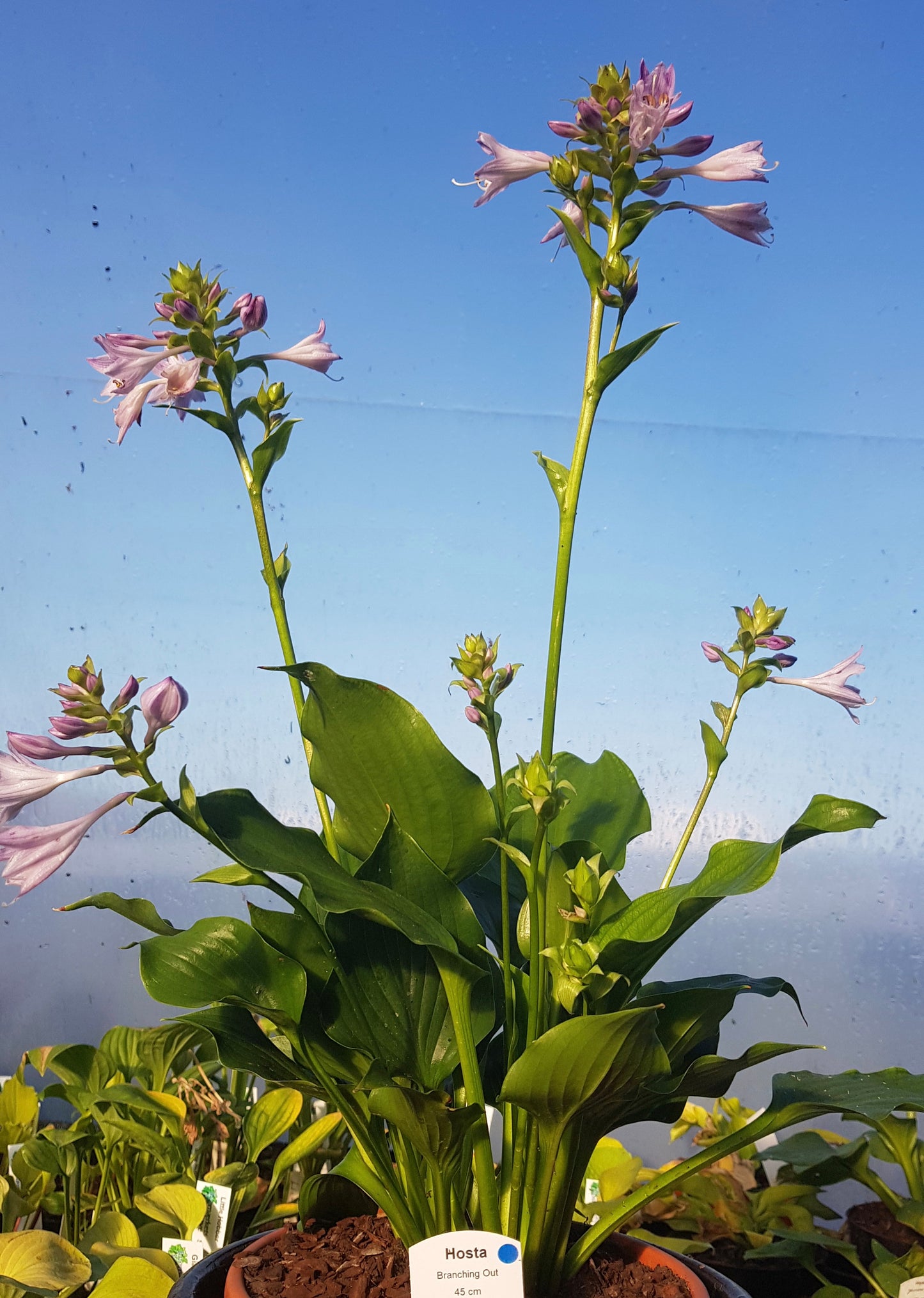Hosta ‘Branching Out’