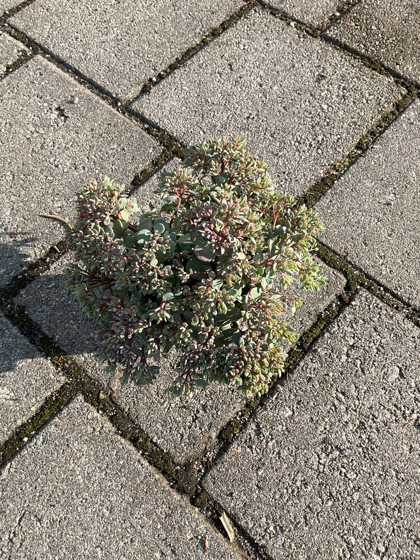Sedum cauticola ‘Lidakense’ P12