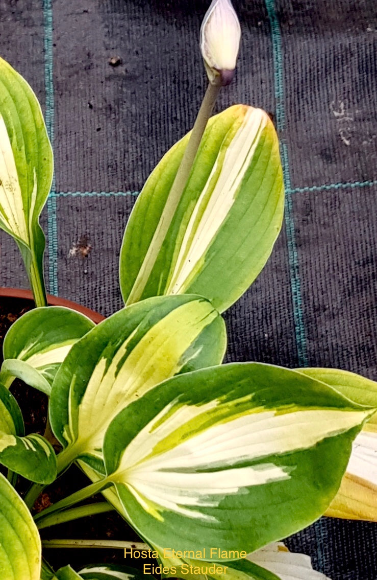 Hosta ‘Eternal Flame’