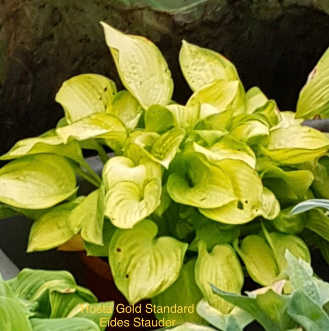 Hosta ‘Gold Standard’