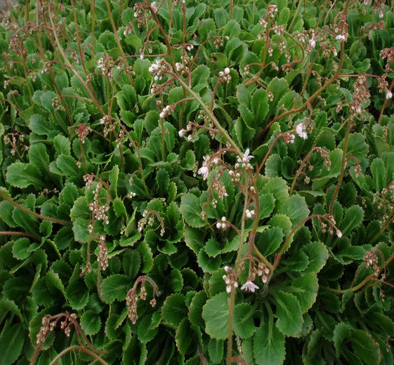 Saxifraga x urbium P12