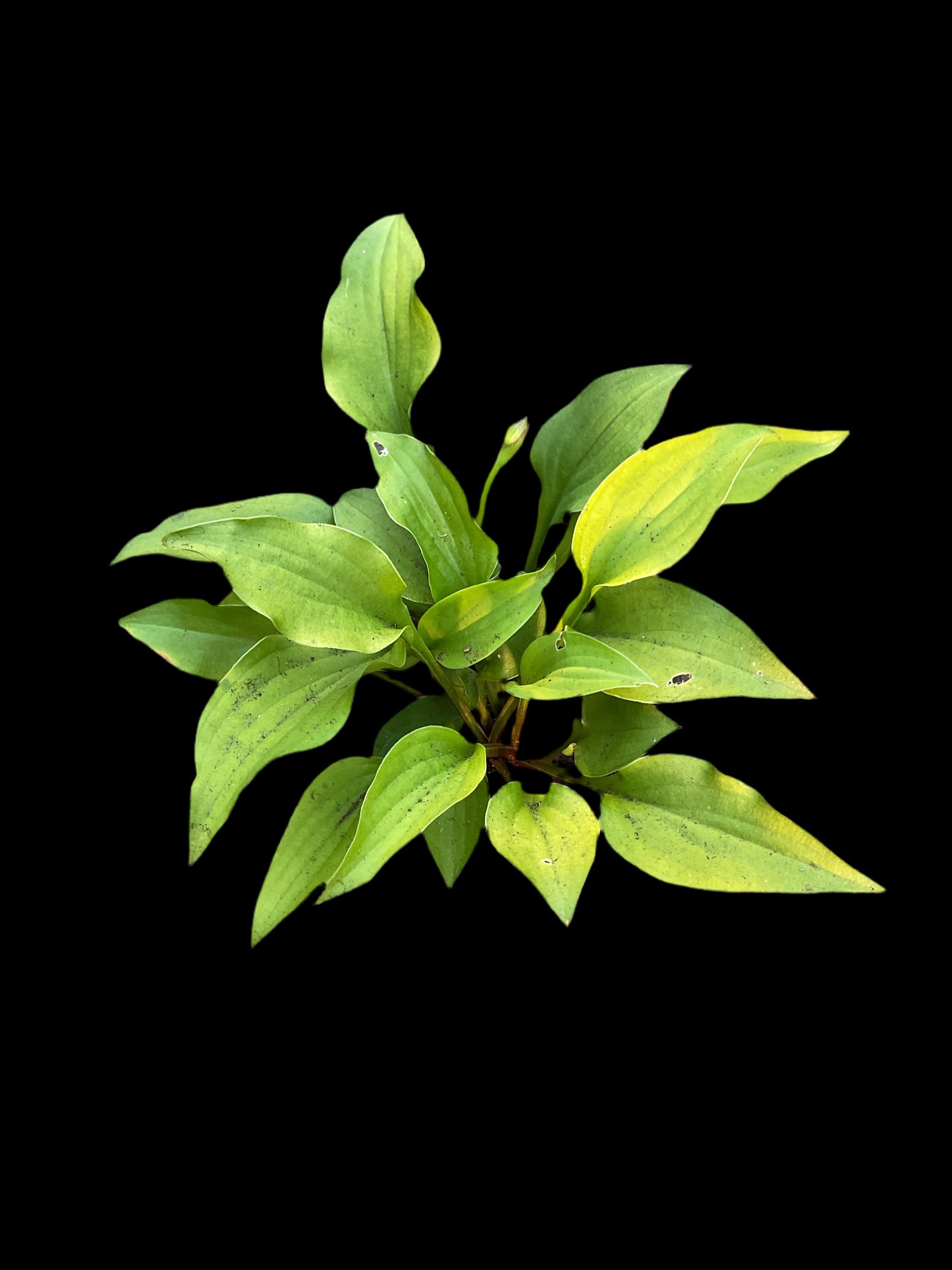 Hosta ‘Devon Gold’