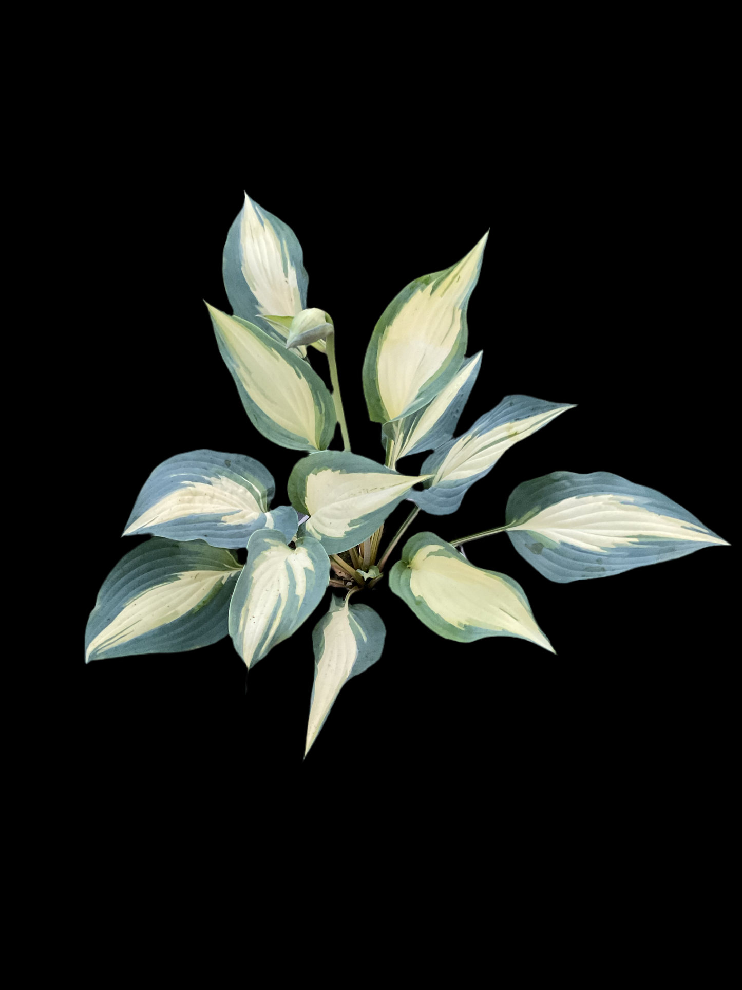 Hosta ‘Extasy’ P15
