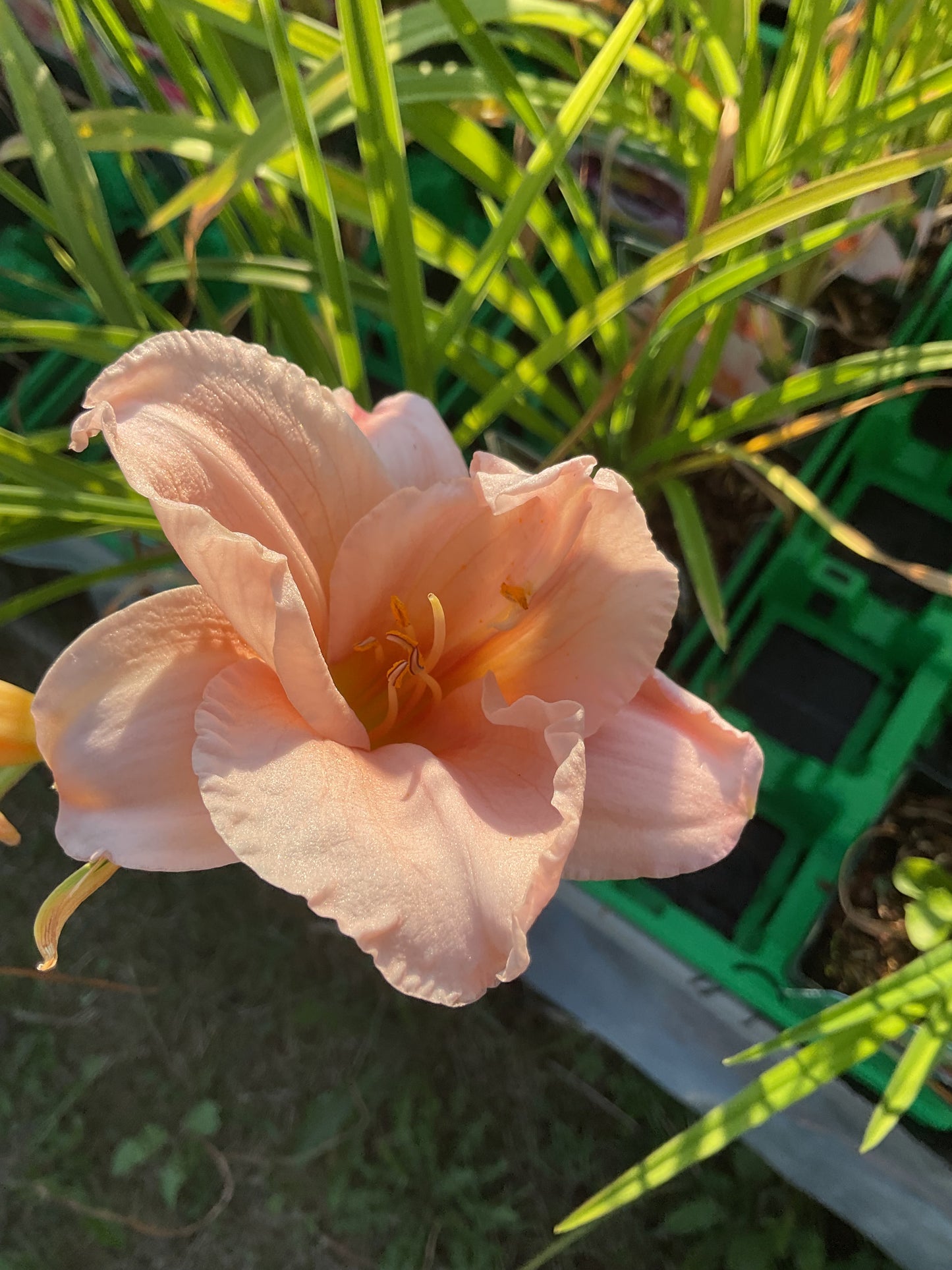 Hemerocallis ‘On and On’ P11x11