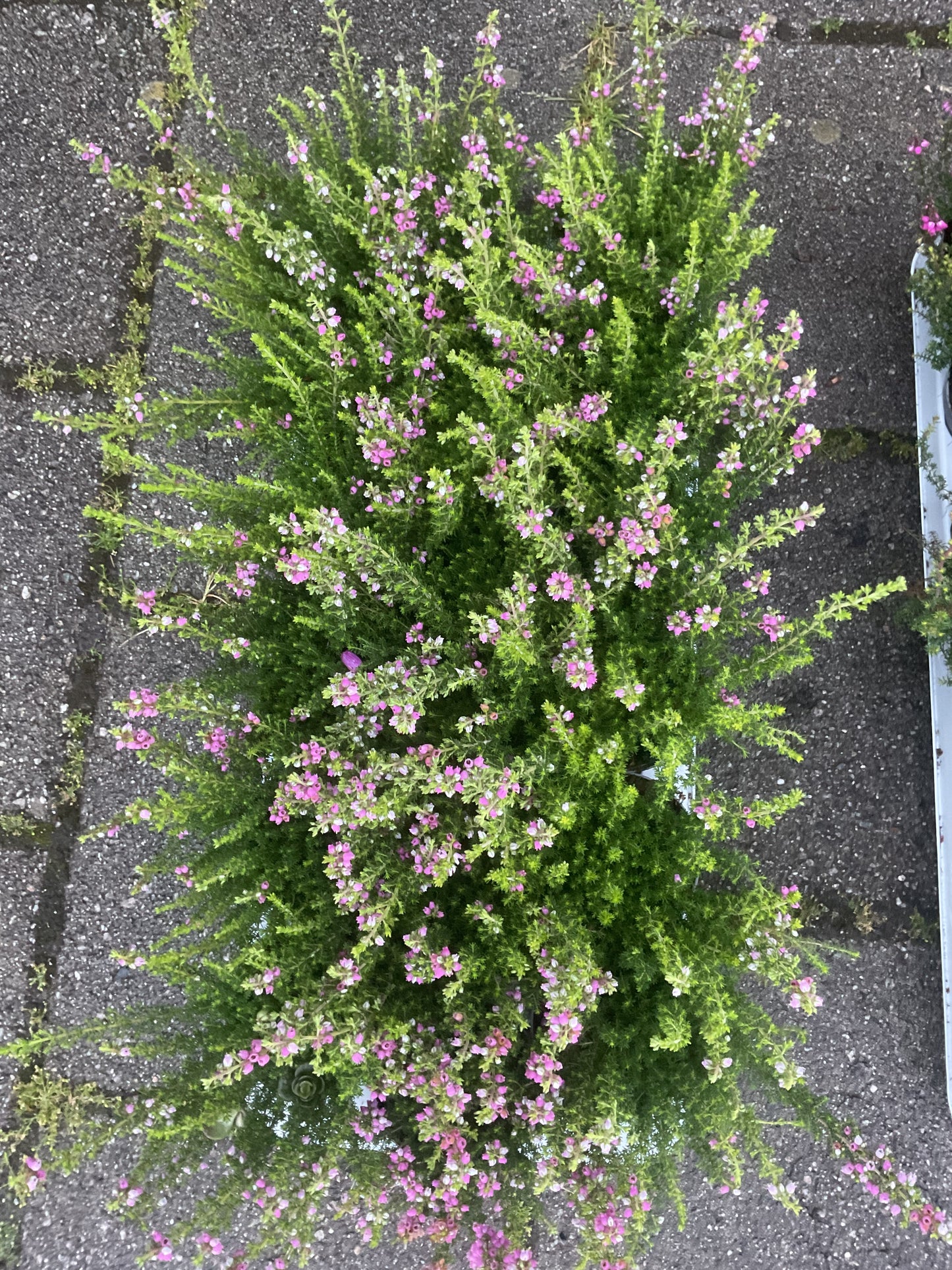 Erica cinerea Lys rosa P9