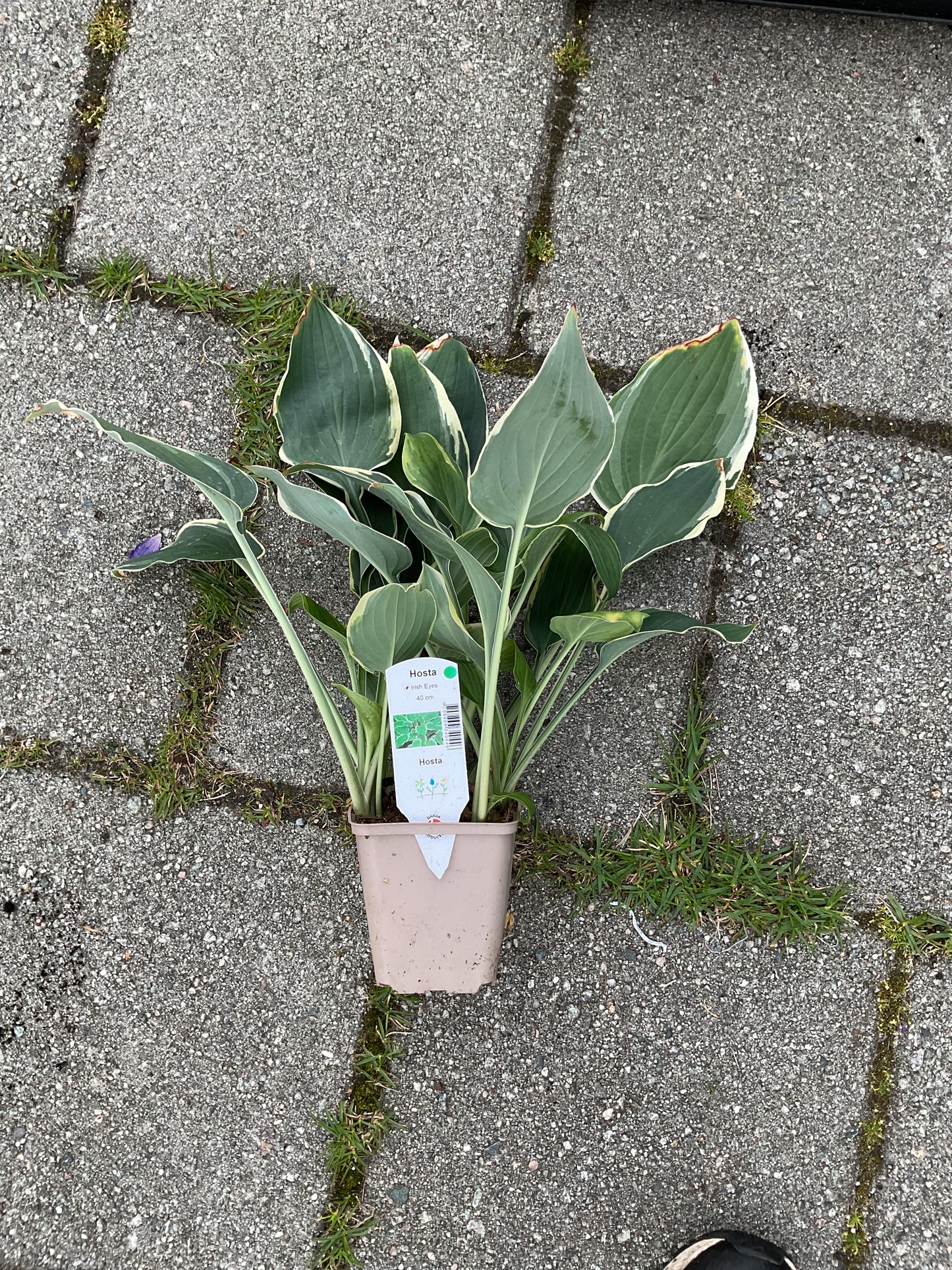 Hosta ‘Irish Eyes’ P 9x9