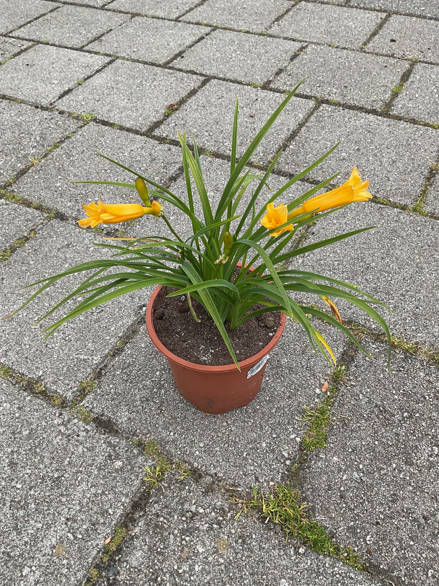 Hemerocallis ‘Mini Stella’ P17