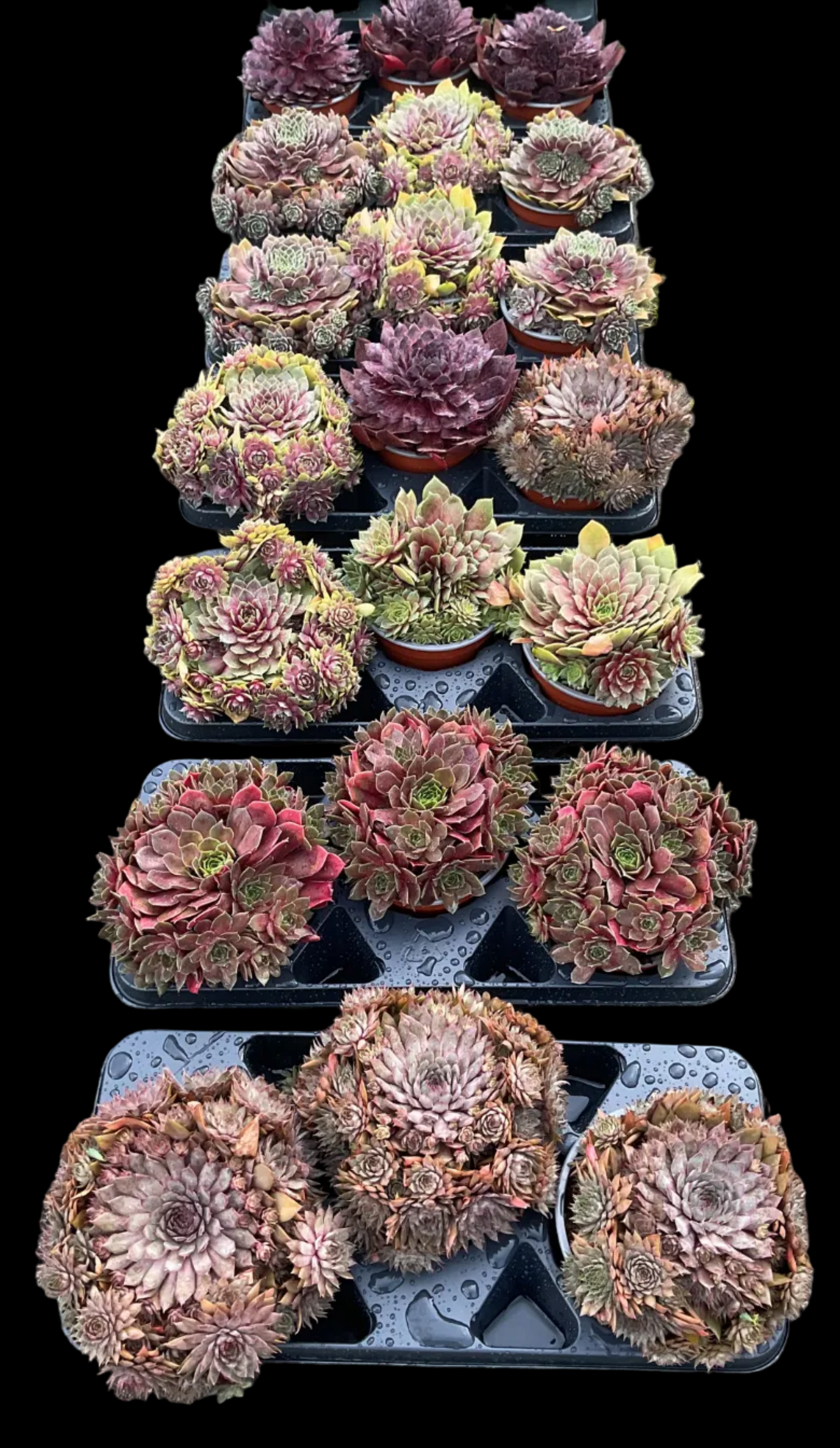Sempervivum ‘Big Sam’ Kolleksjon av 4 stk mix i P17