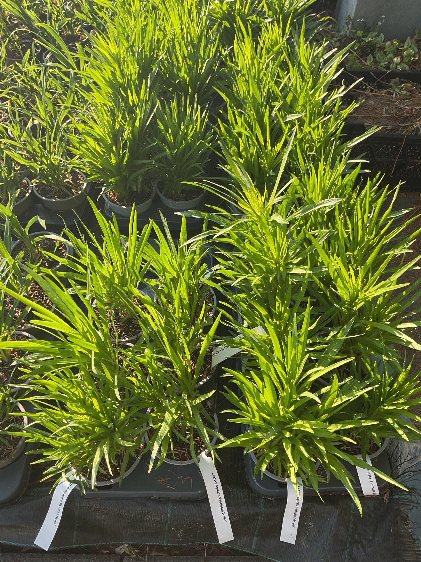 Liatris spicata ‘Alba’ P12