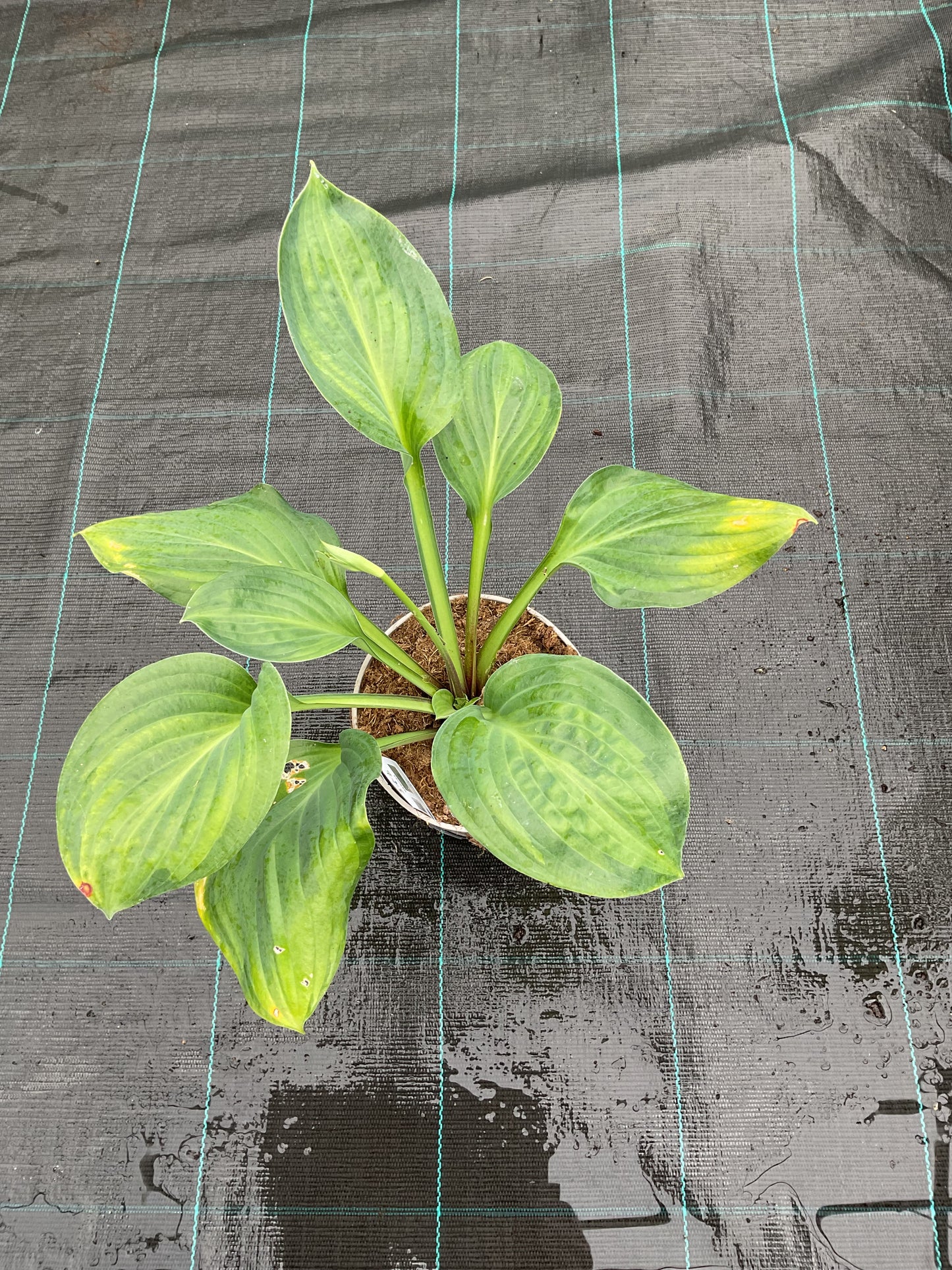 Hosta ‘Mac Glory’ P15