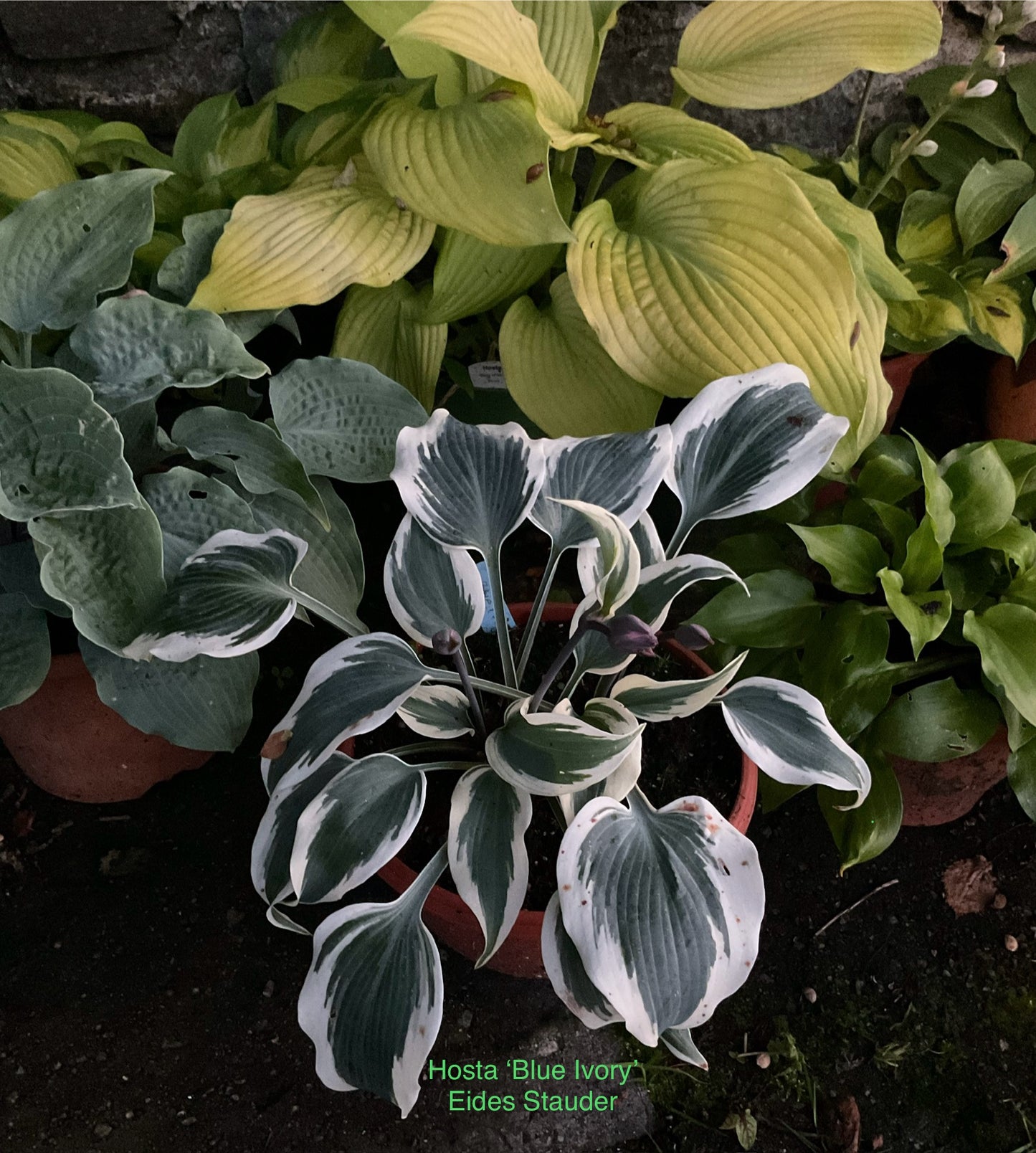 Hosta ‘Blue Ivory’
