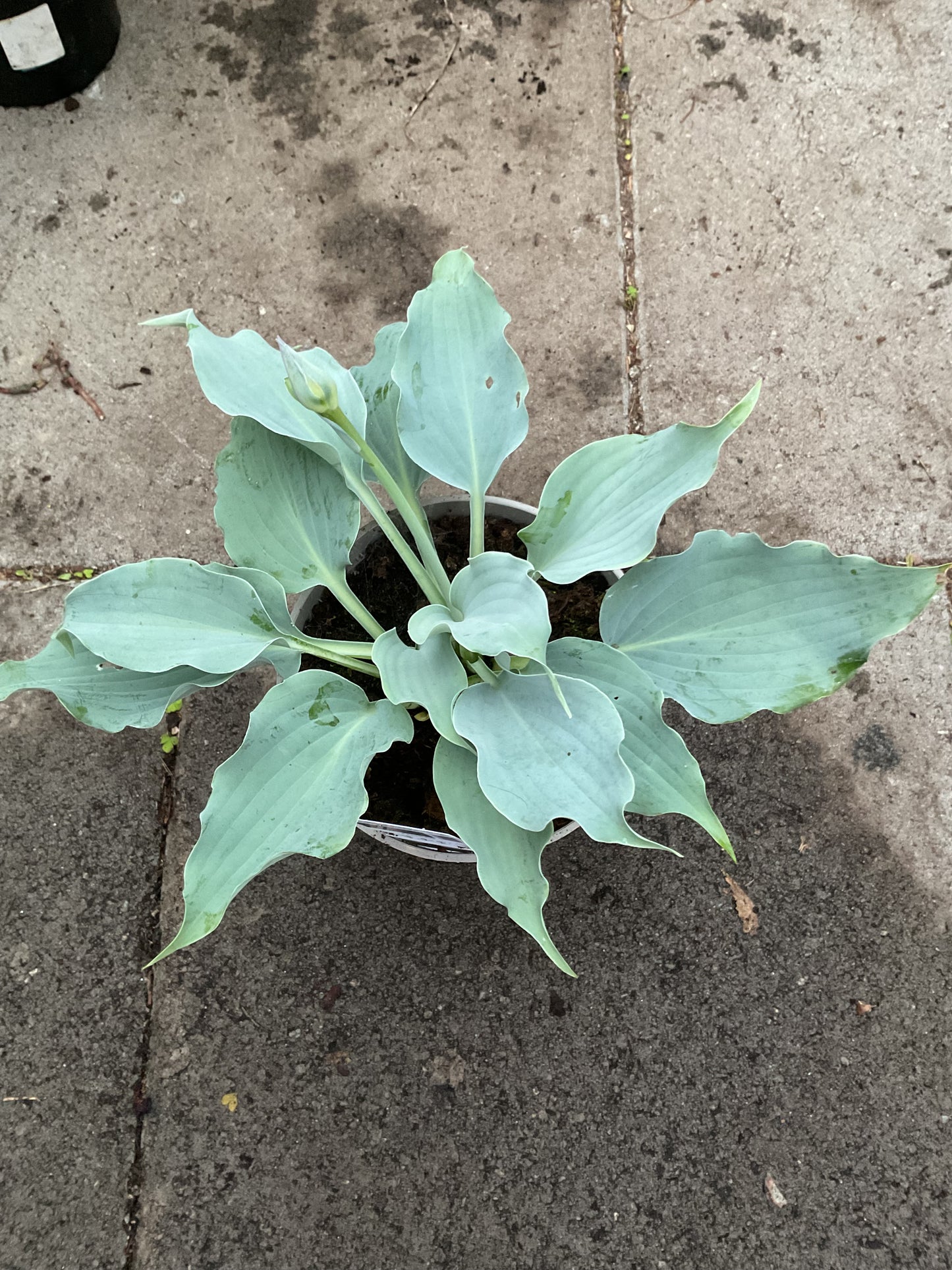 Hosta ‘Waterslide’ P15