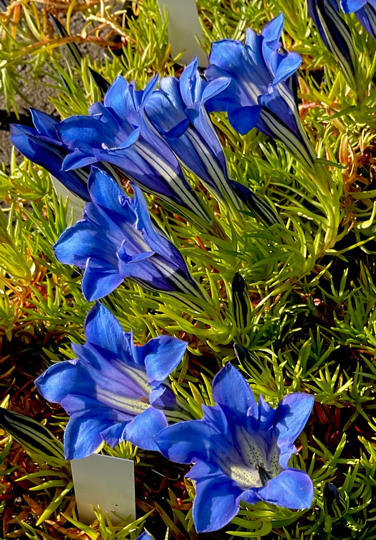 Gentiana sino-ornata ‘Borge’ P 9x9 cm