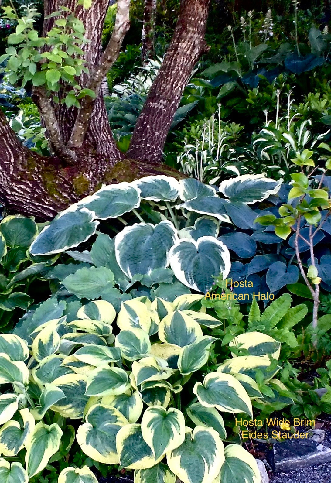 Hosta ‘American Halo’