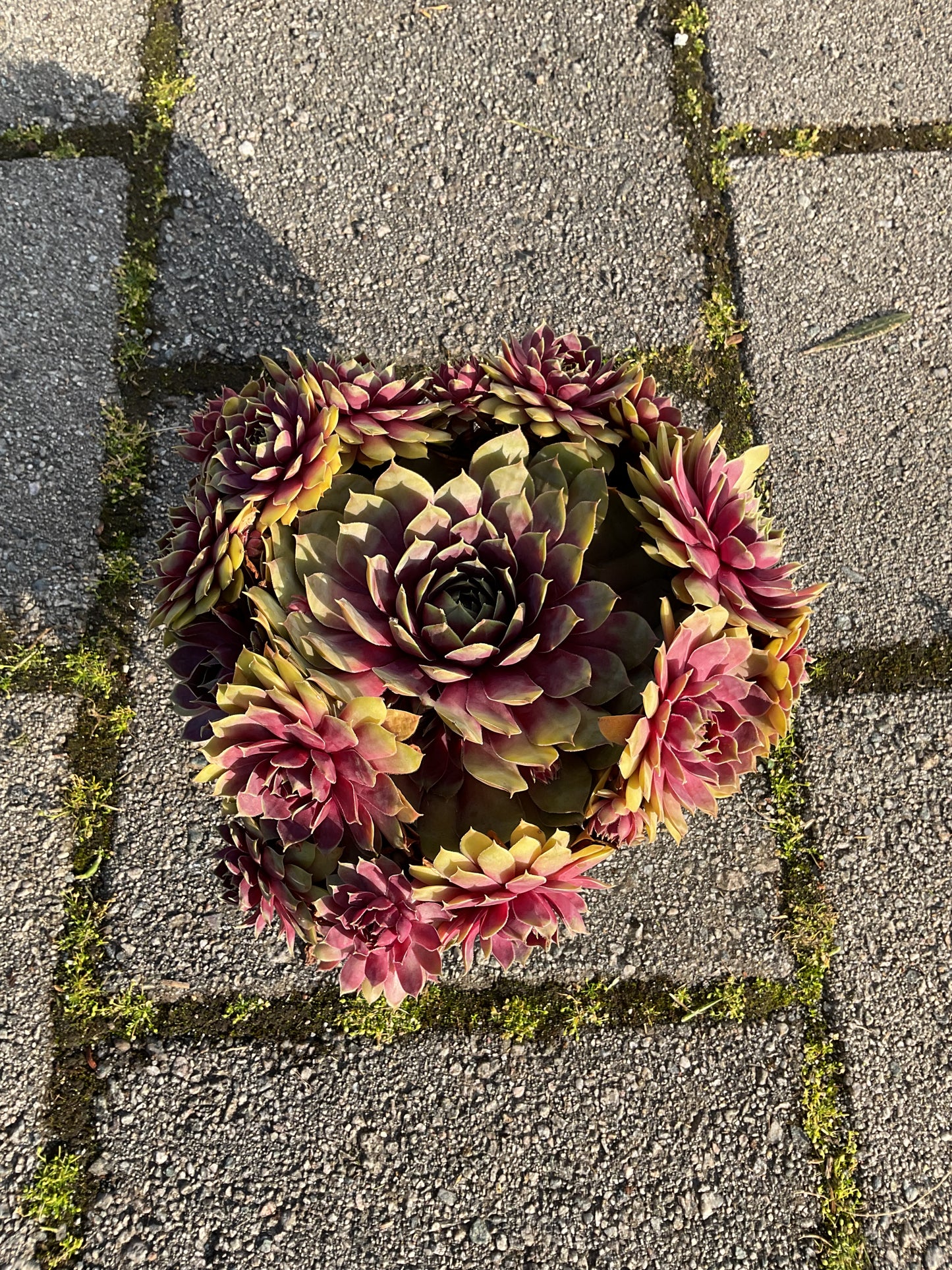 Sempervivum ‘Big Sam’™️ ‘Pink Pomelo’ P17