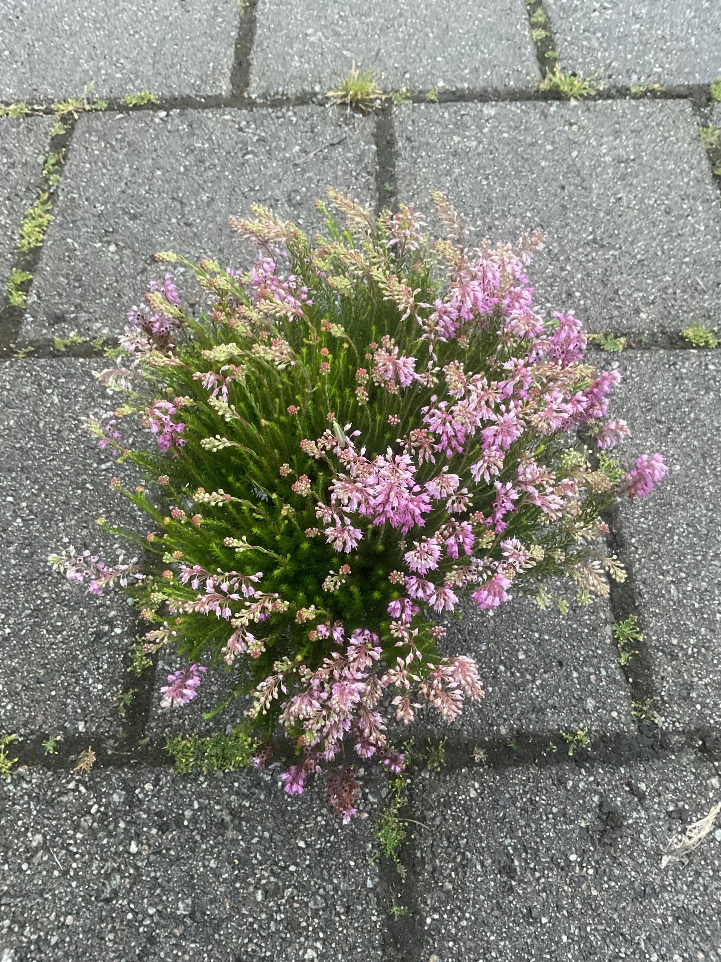 Erica spiculifolia P12