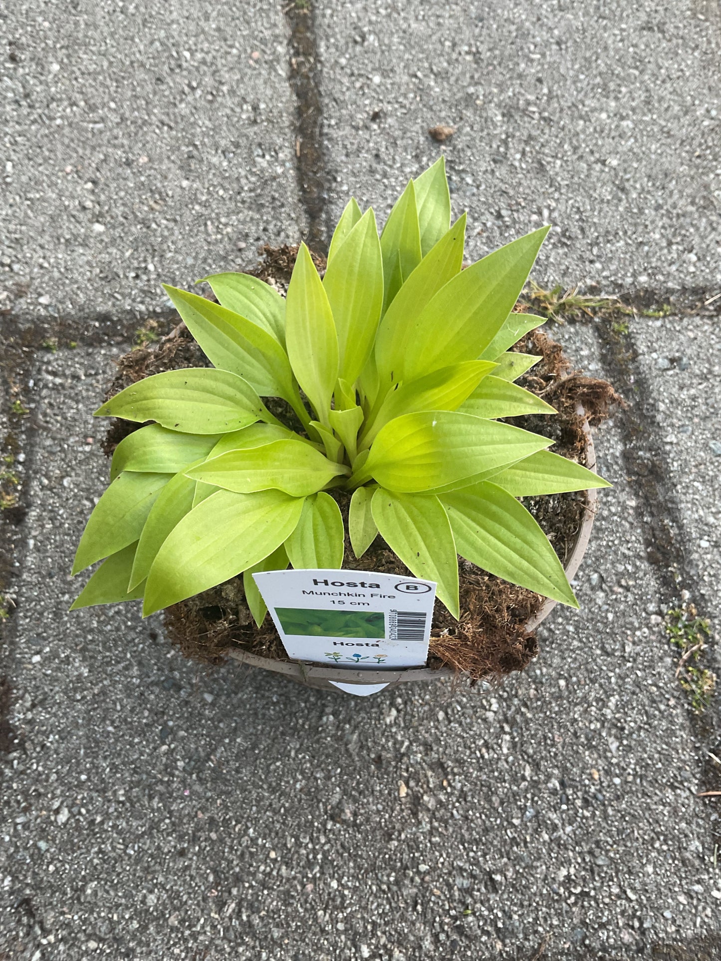 Hosta ‘Munchkin Fire’ P15