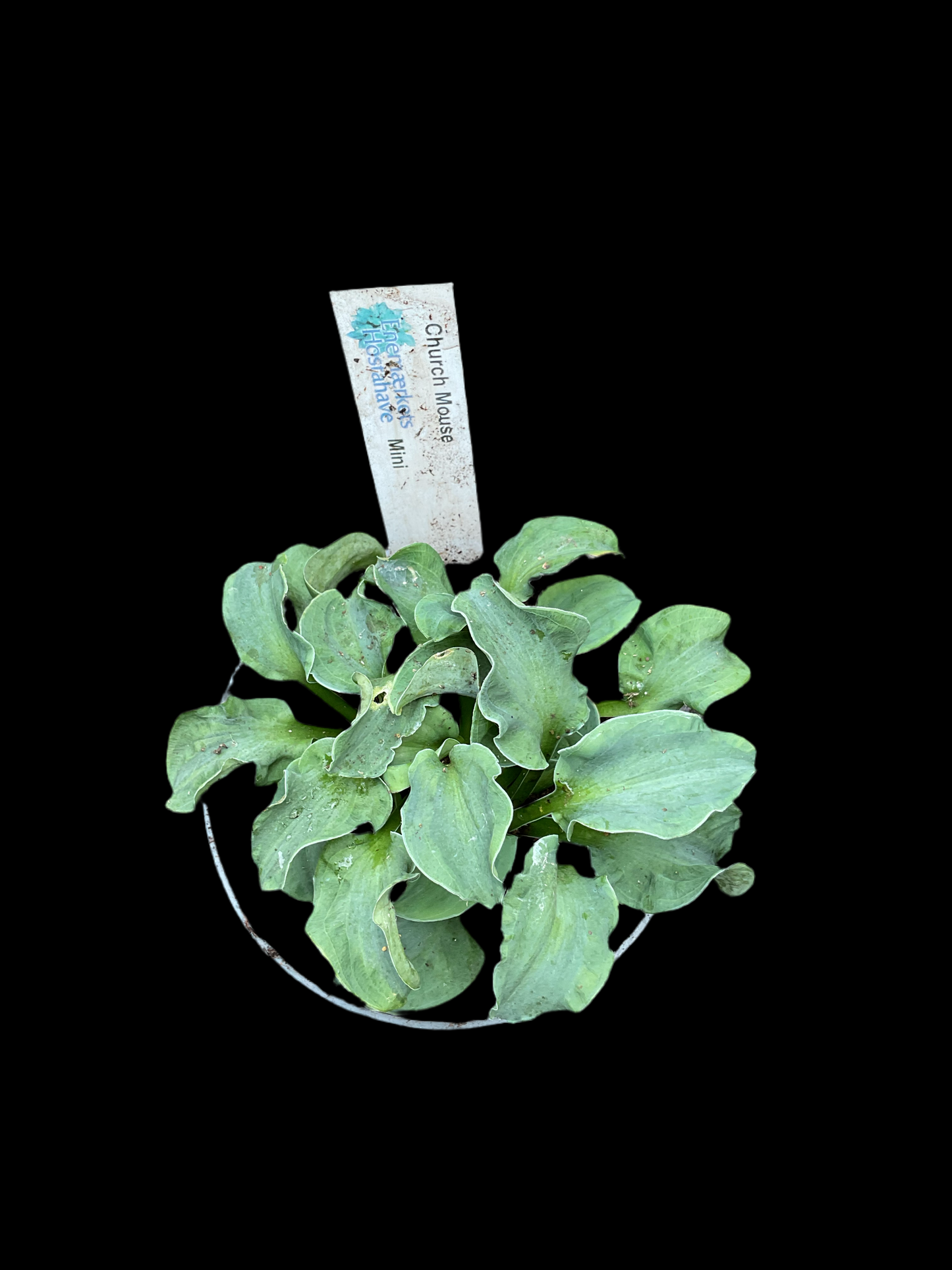 Hosta ‘Church Mouse’