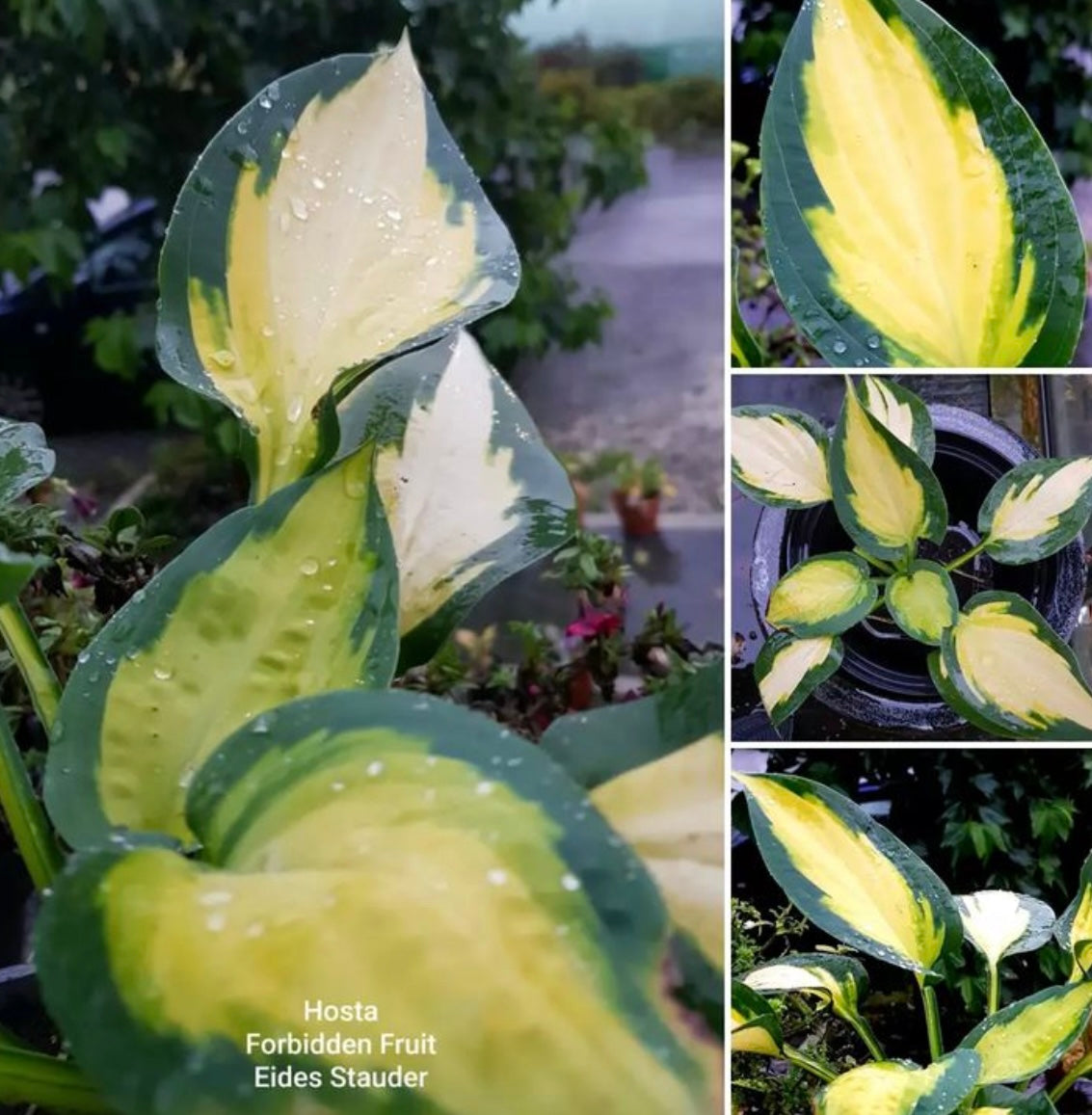 Hosta ‘Forbidden Fruit’