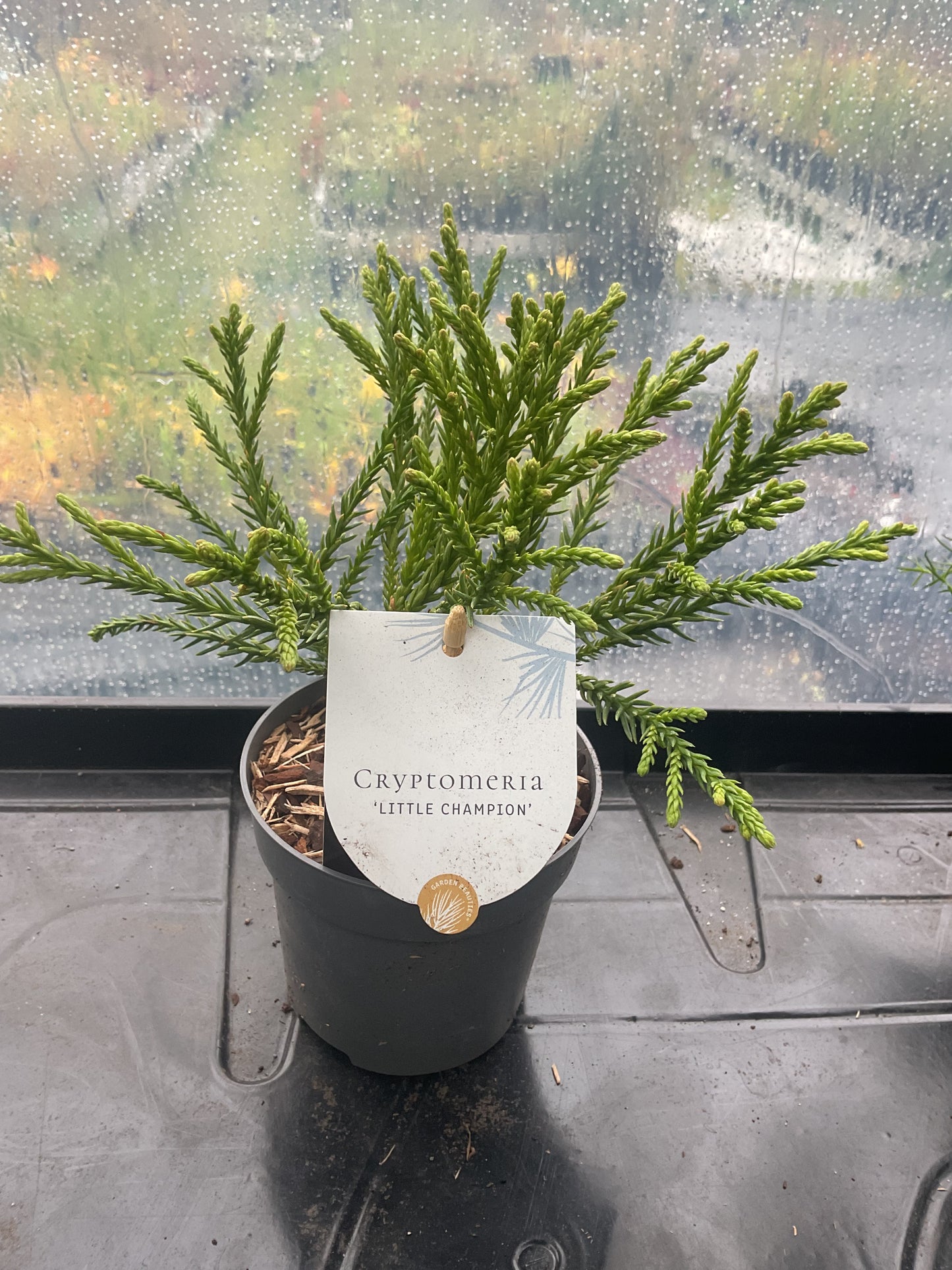 Cryptomeria japonica ‘Little Champion’ P10