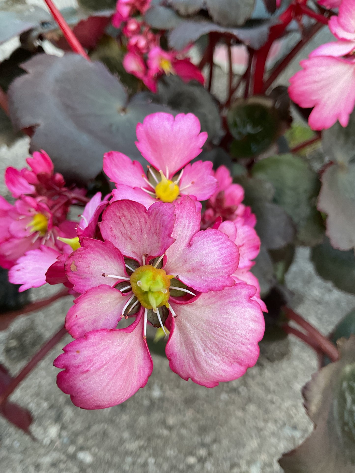 Saxifraga cortusifolia ‘Dancing Pixies Tony’ P13