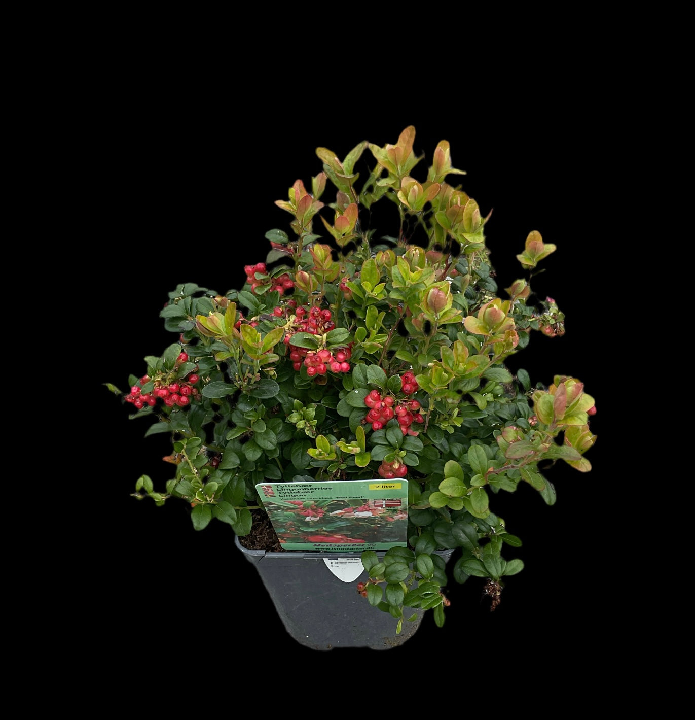 Vaccinium vitis-idea ‘Red Pearl’ P10x10
