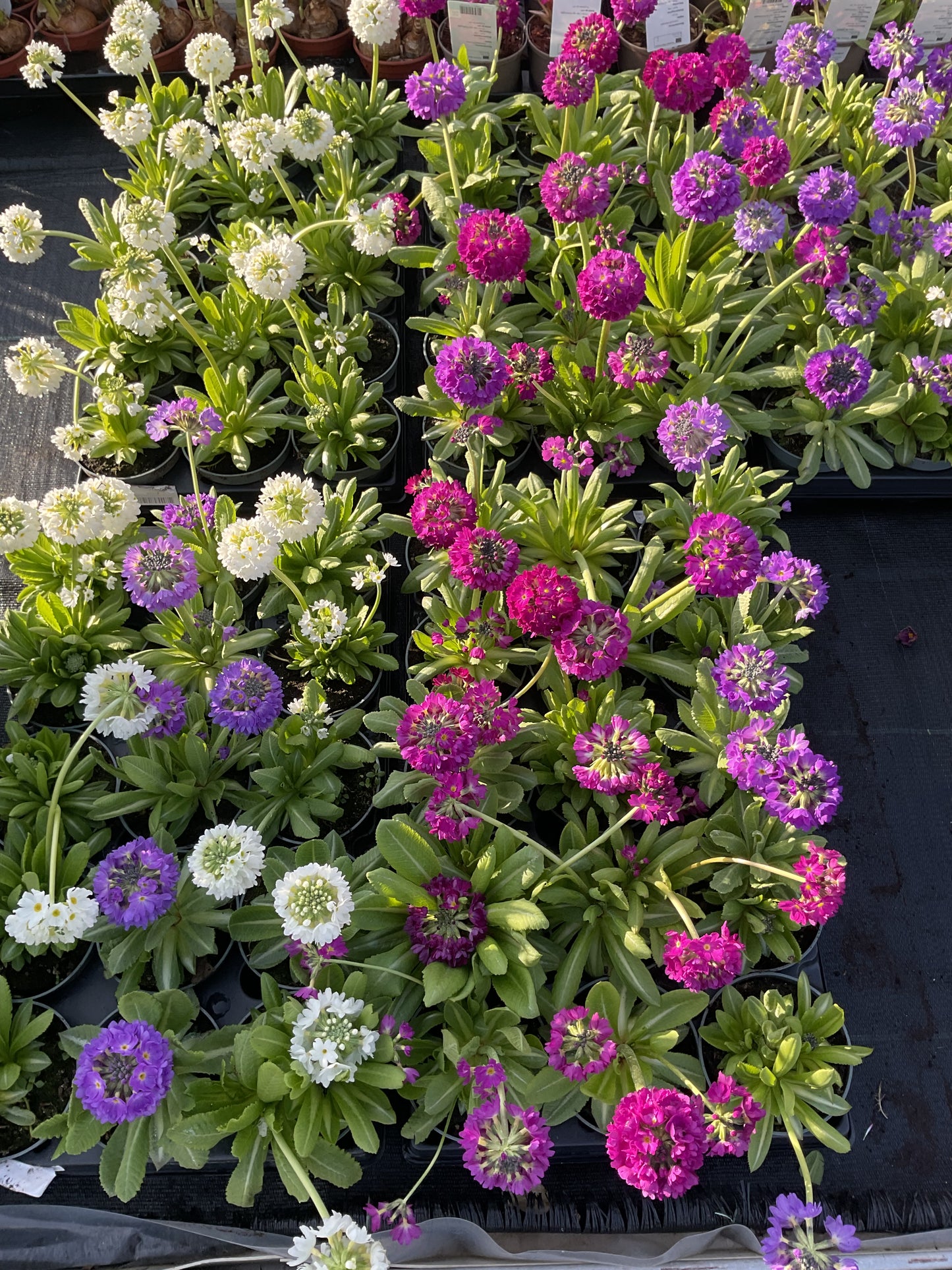 Primula denticulata 'Lilac'