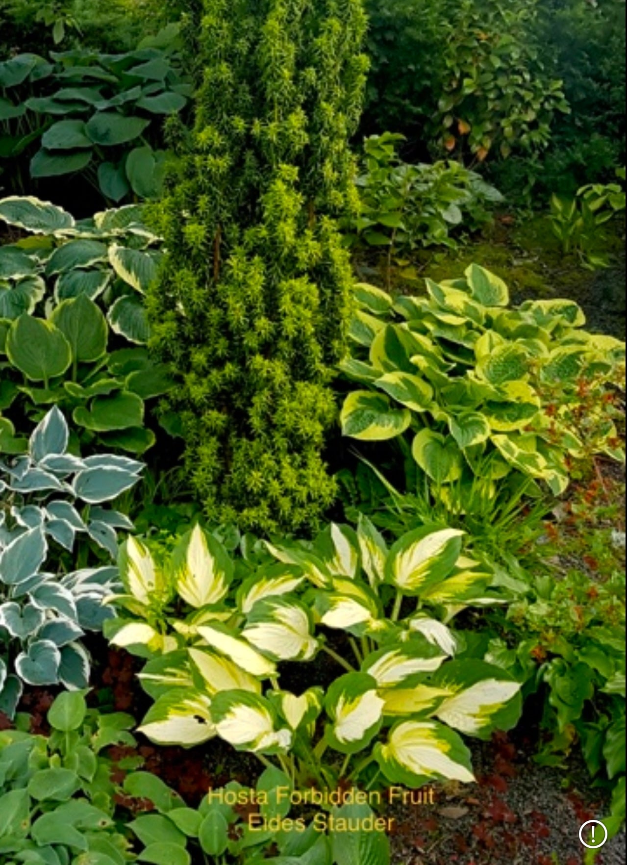 Hosta ‘Forbidden Fruit’
