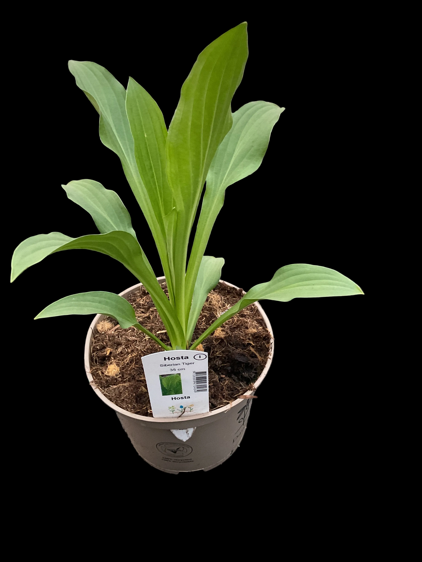 Hosta ‘Siberian Tiger’ P15