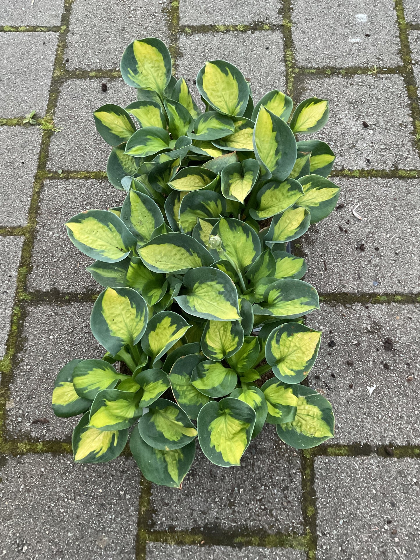 Hosta ‘Sunset Grooves’ P15