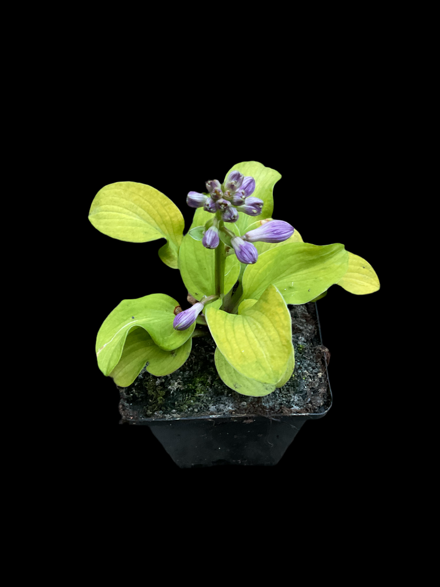 Hosta ‘Sun Mouse’ P9x9 cm