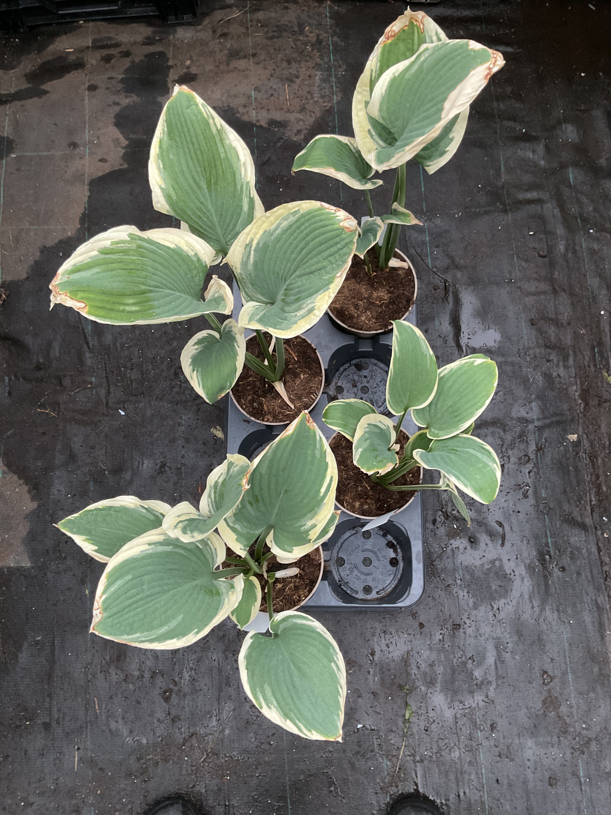 Hosta ‘Glacial Towers’ P15
